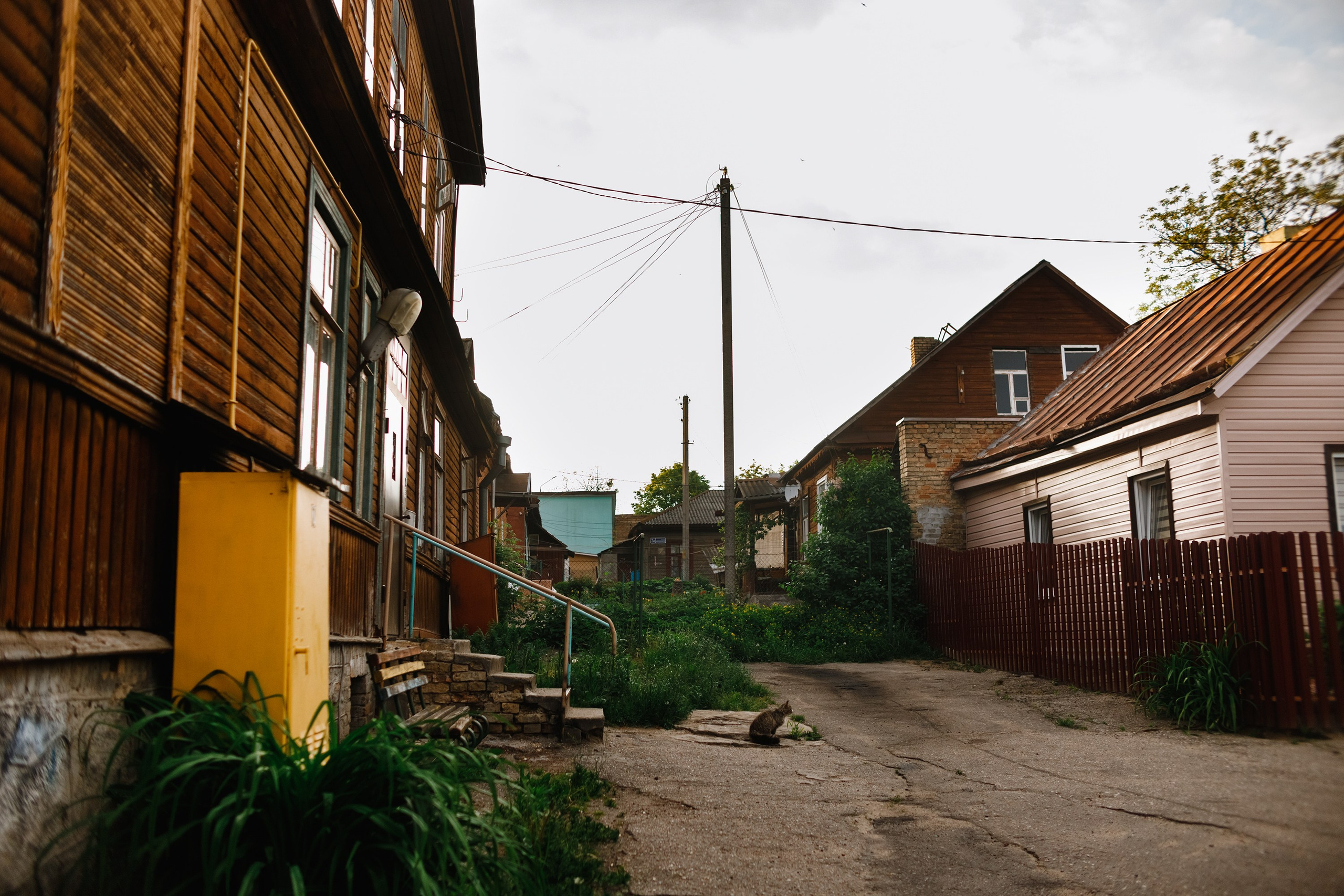 Grodno. Kaja | fotograf we Wrocławiu | ludzie i psy