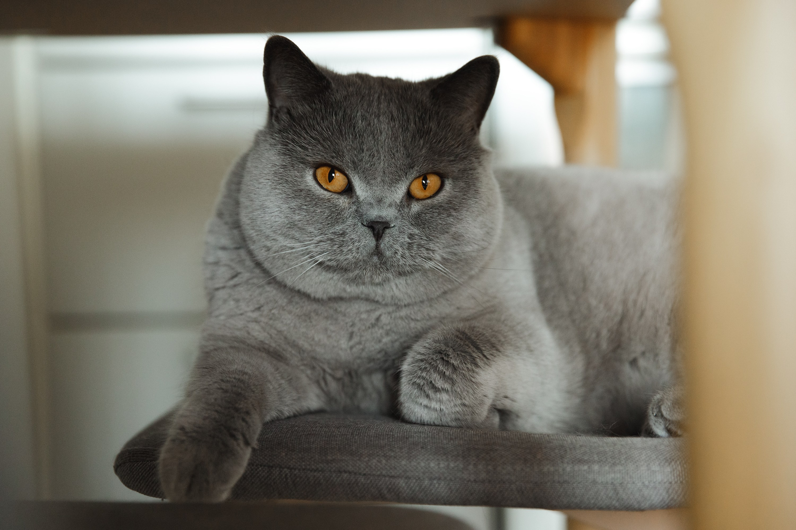 Boczka & Dimitrii. Kaja | fotograf we Wrocławiu | ludzie i psy