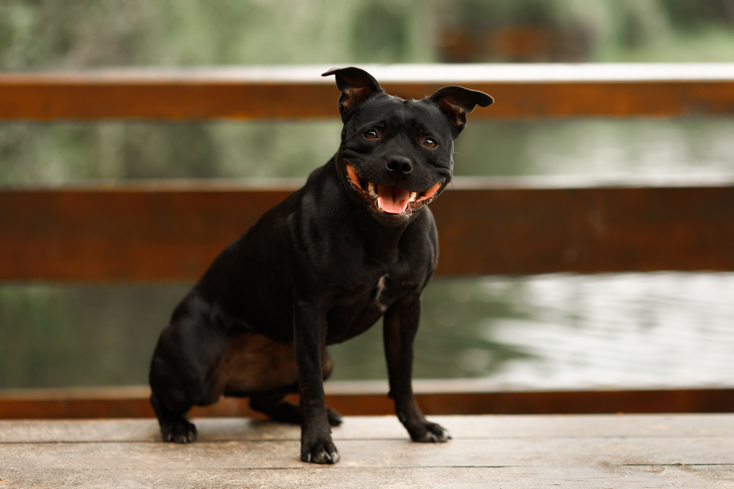 Staffy Yosia. Kaja | fotograf we Wrocławiu | ludzie i psy