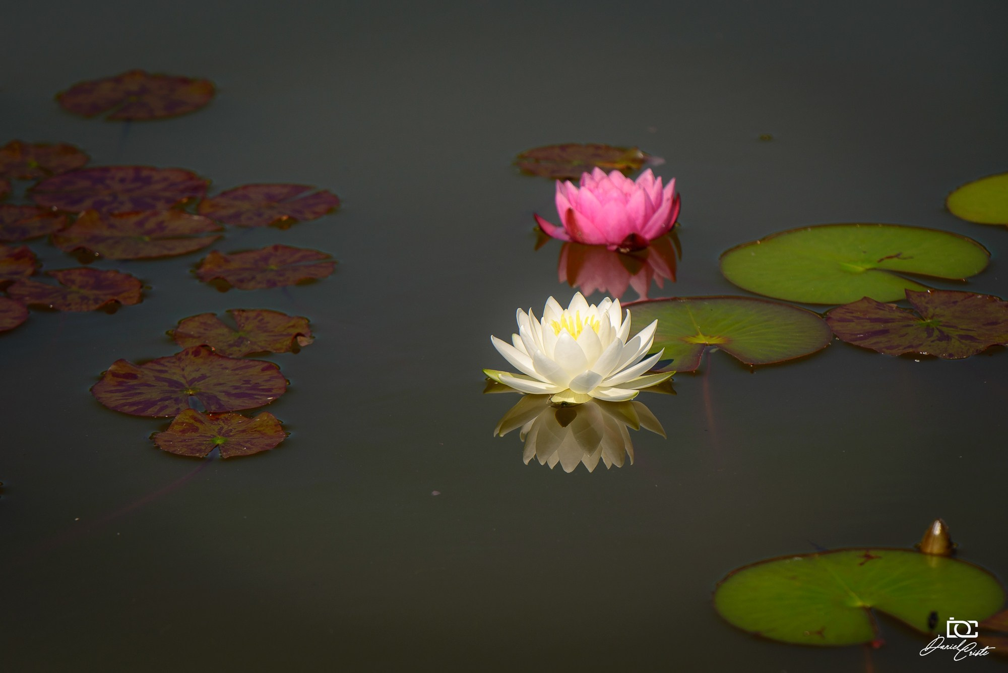 Peisaj /natura. Daniel Criste Fotograf