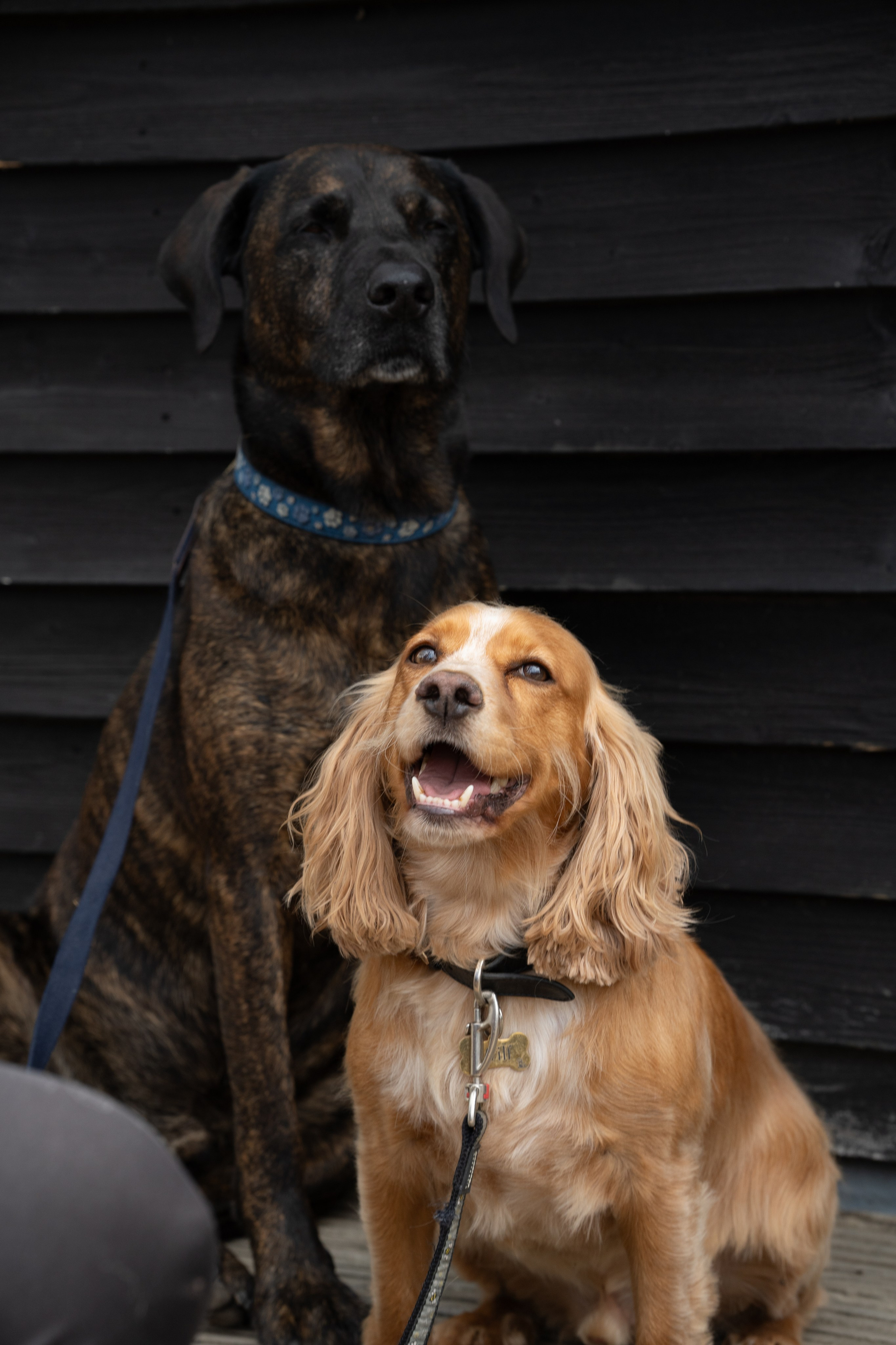 Pets. Ryan Hewitt Photographer