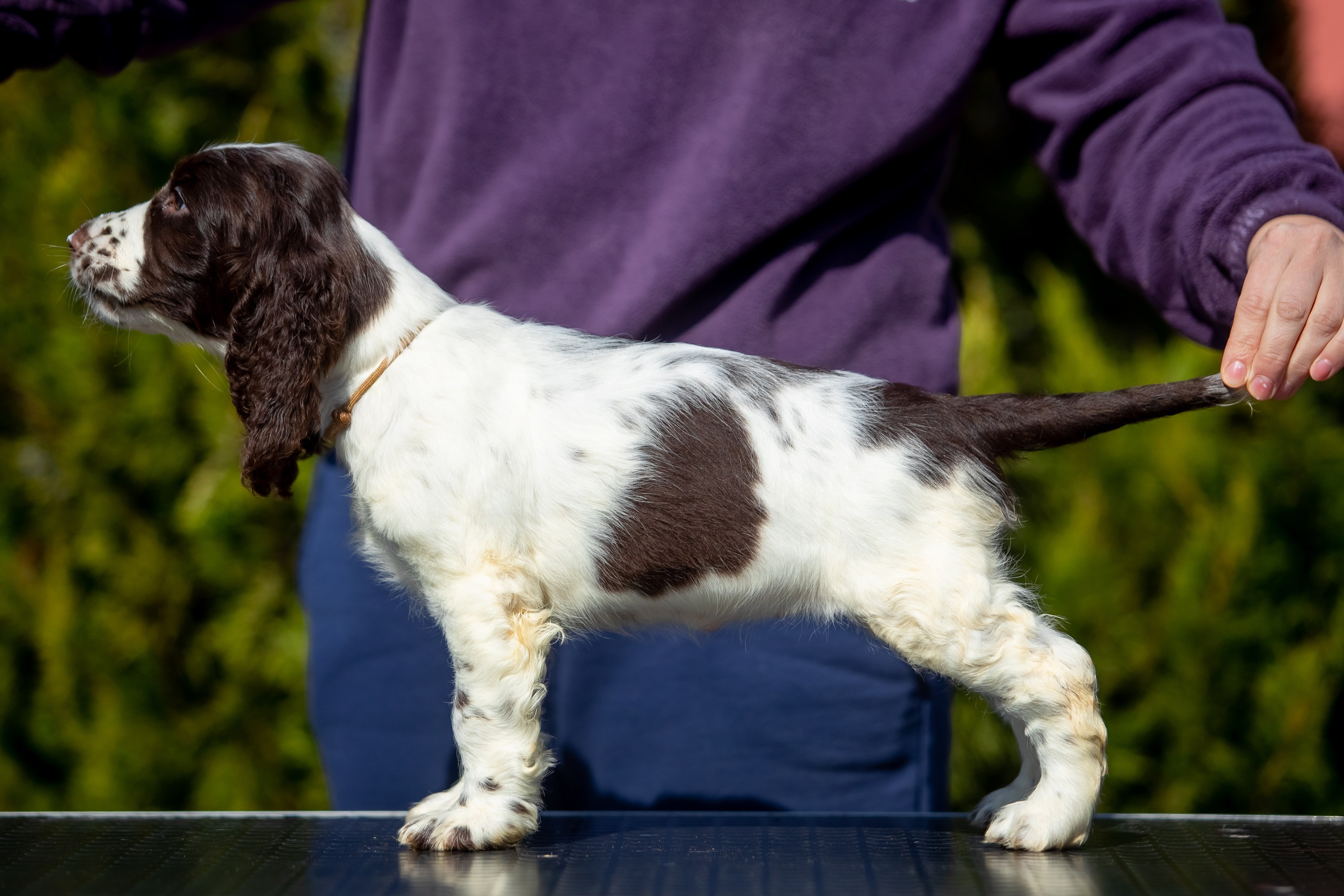 Female — Grey collar 🩶. Website of the titled stud dog of the Springer Spaniel breed