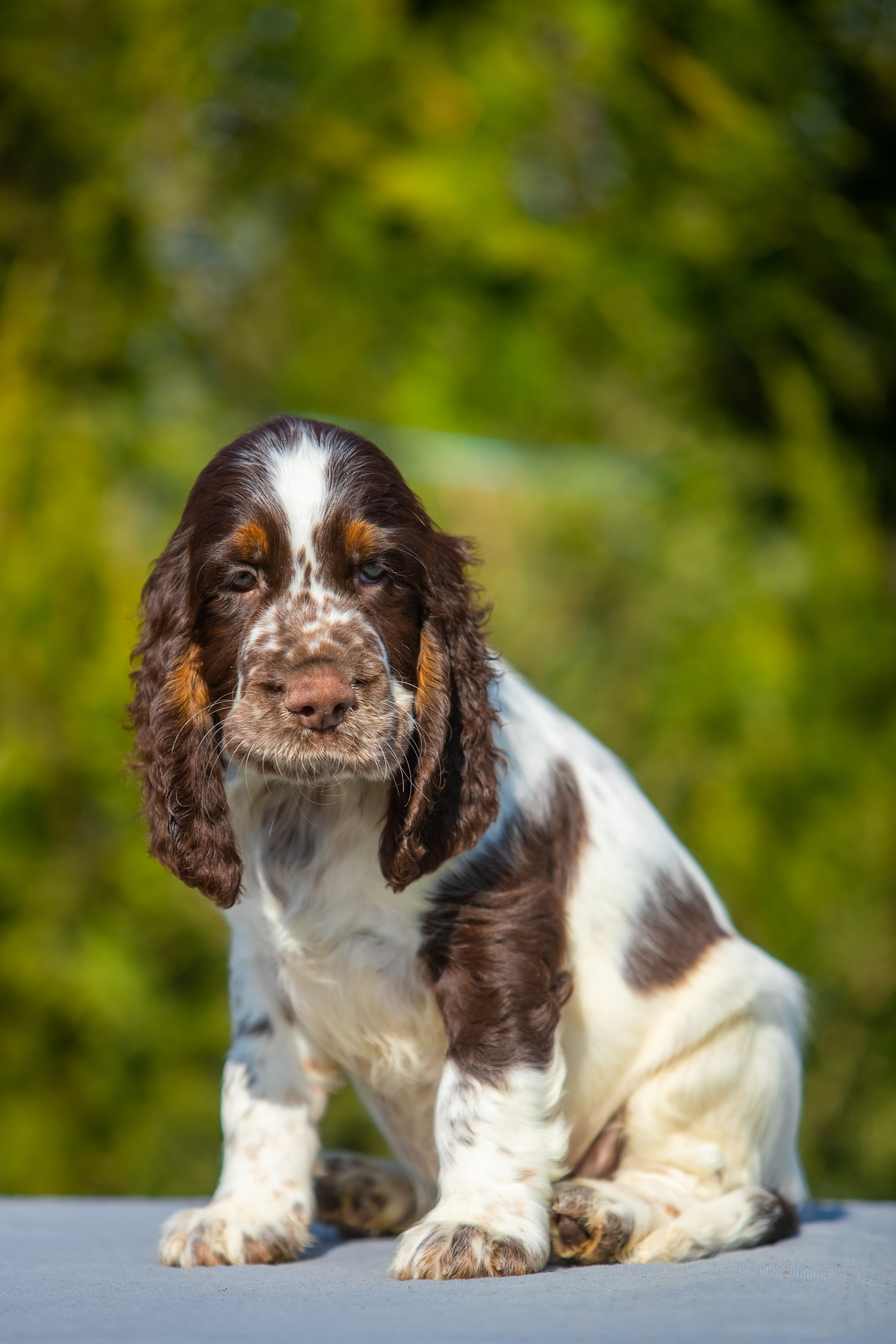 Male — Yellow collar 💛. Website of the titled stud dog of the Springer Spaniel breed