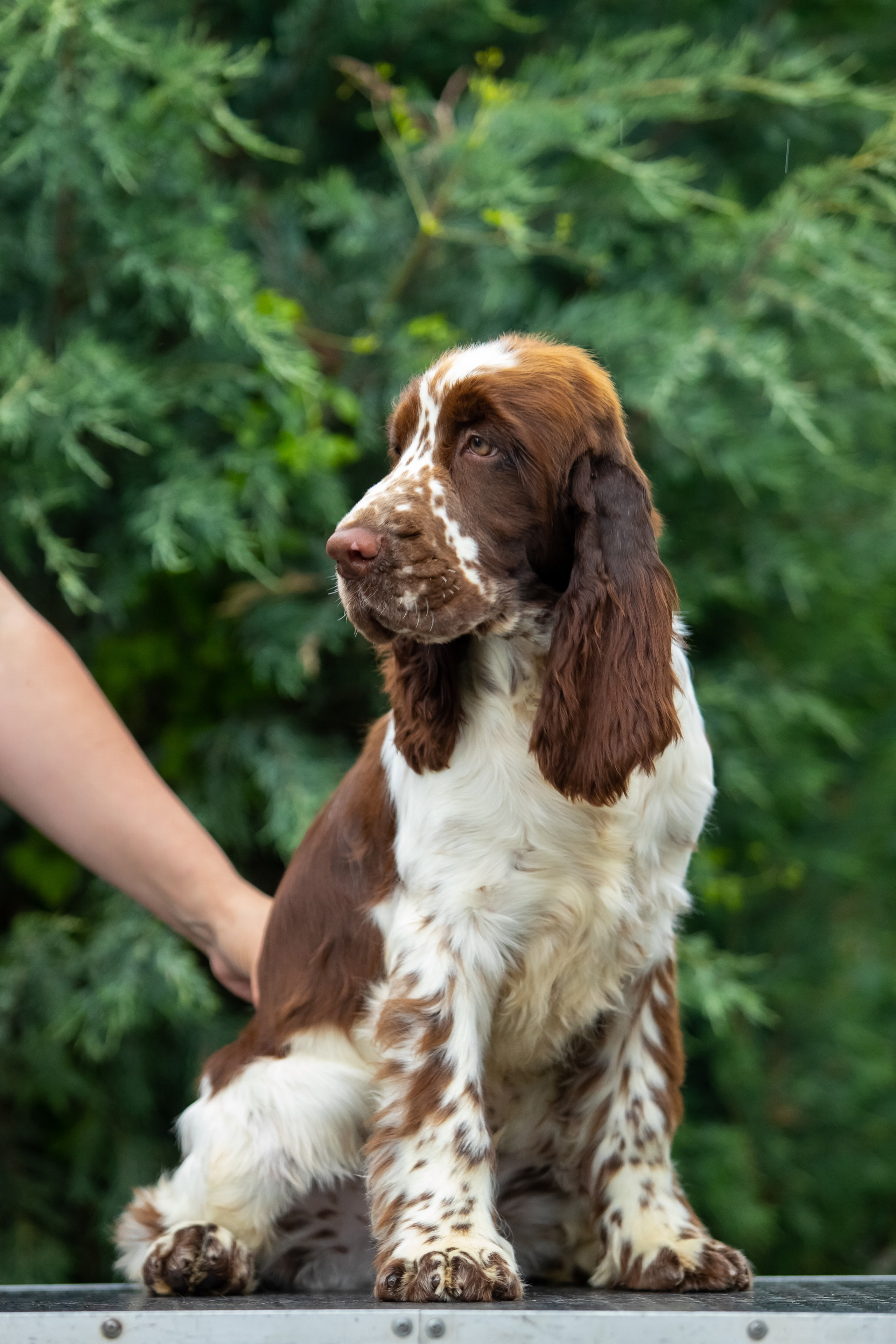 Male — Orange collar 🧡. Website of the titled stud dog of the Springer Spaniel breed