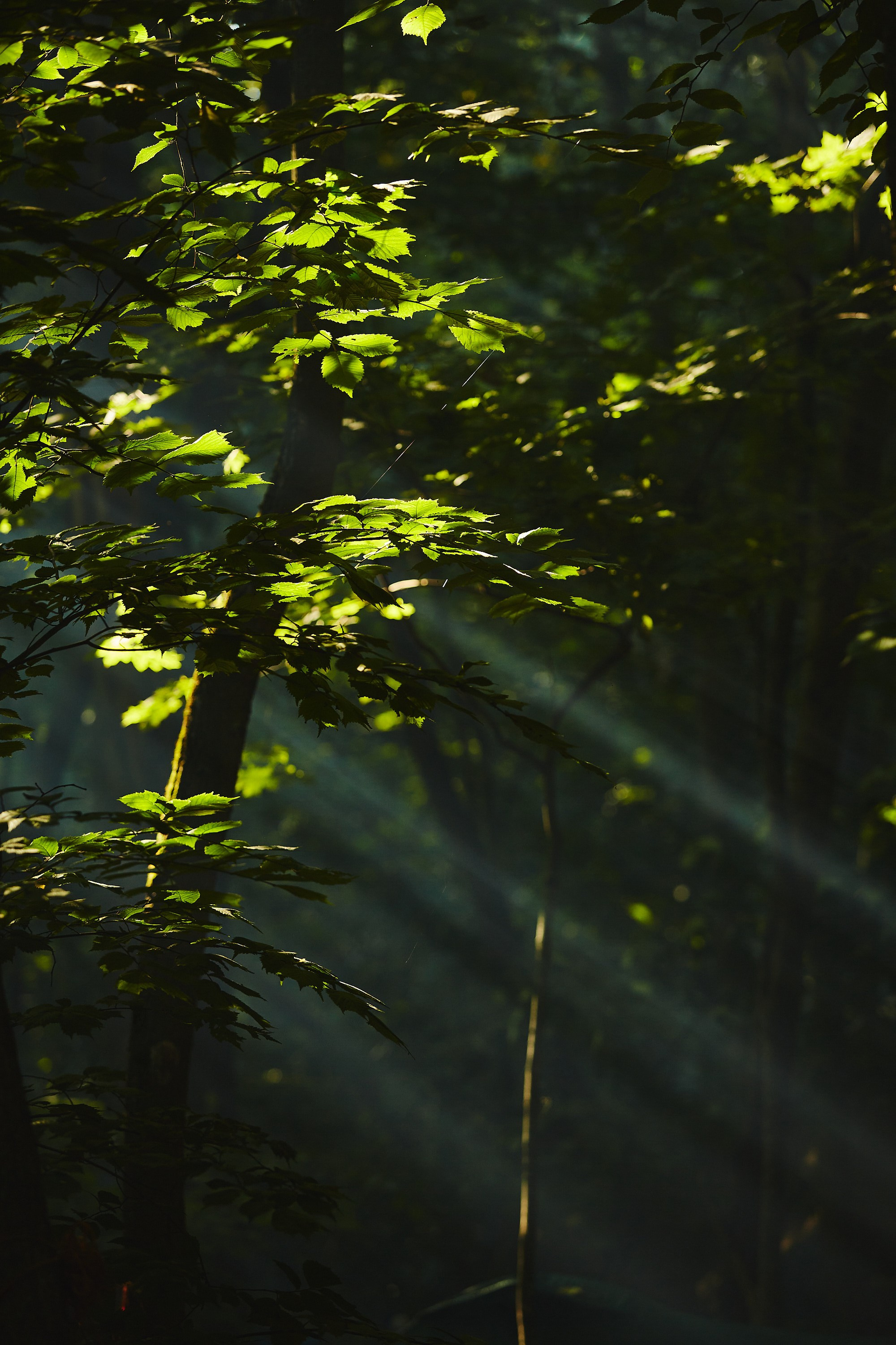 Festival Photography in Berlin and Europe. Photorgrapher Berlin: Event, Portrait and commercial photography