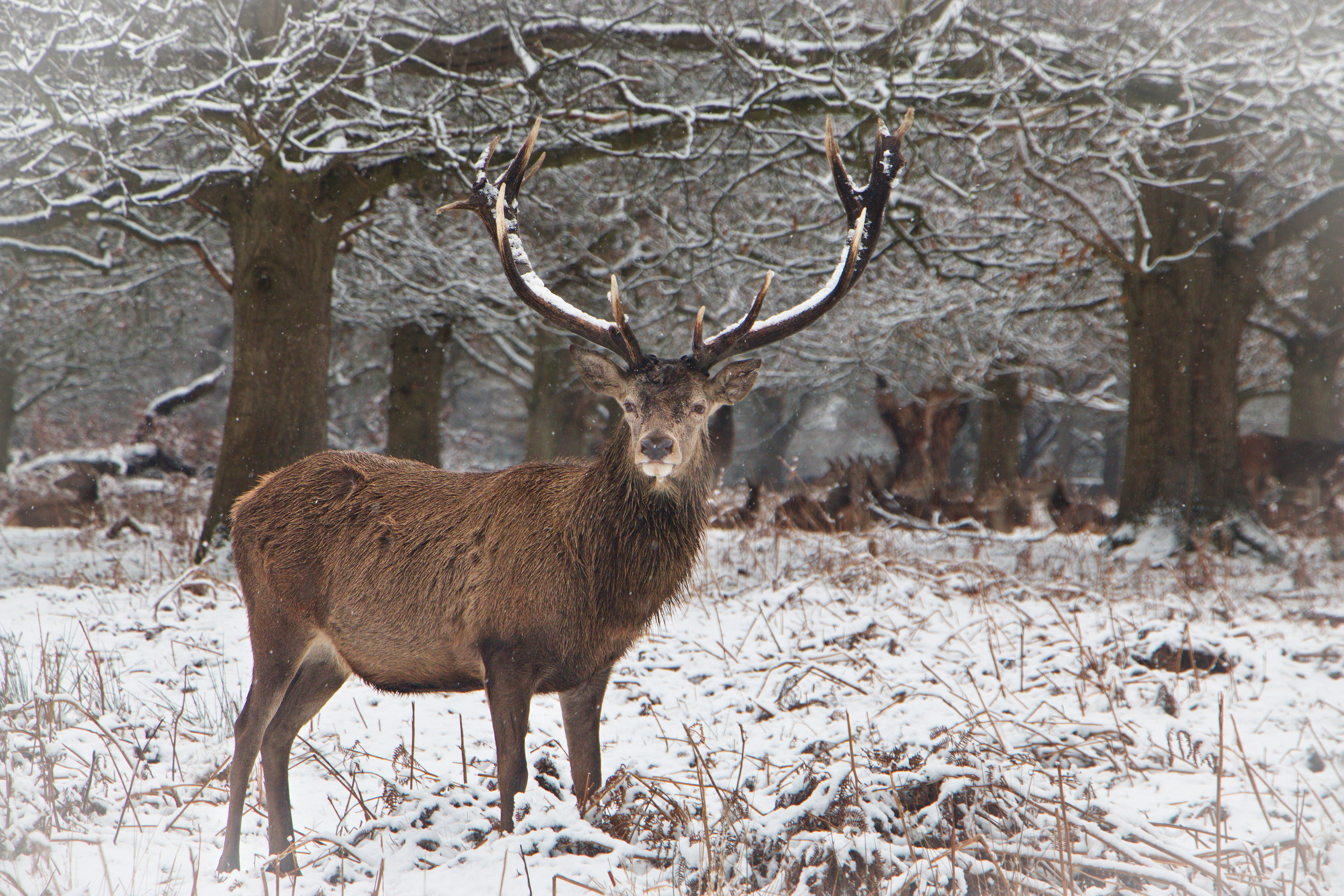 Landscapes. Couples and portraits photographer Wimbledon London