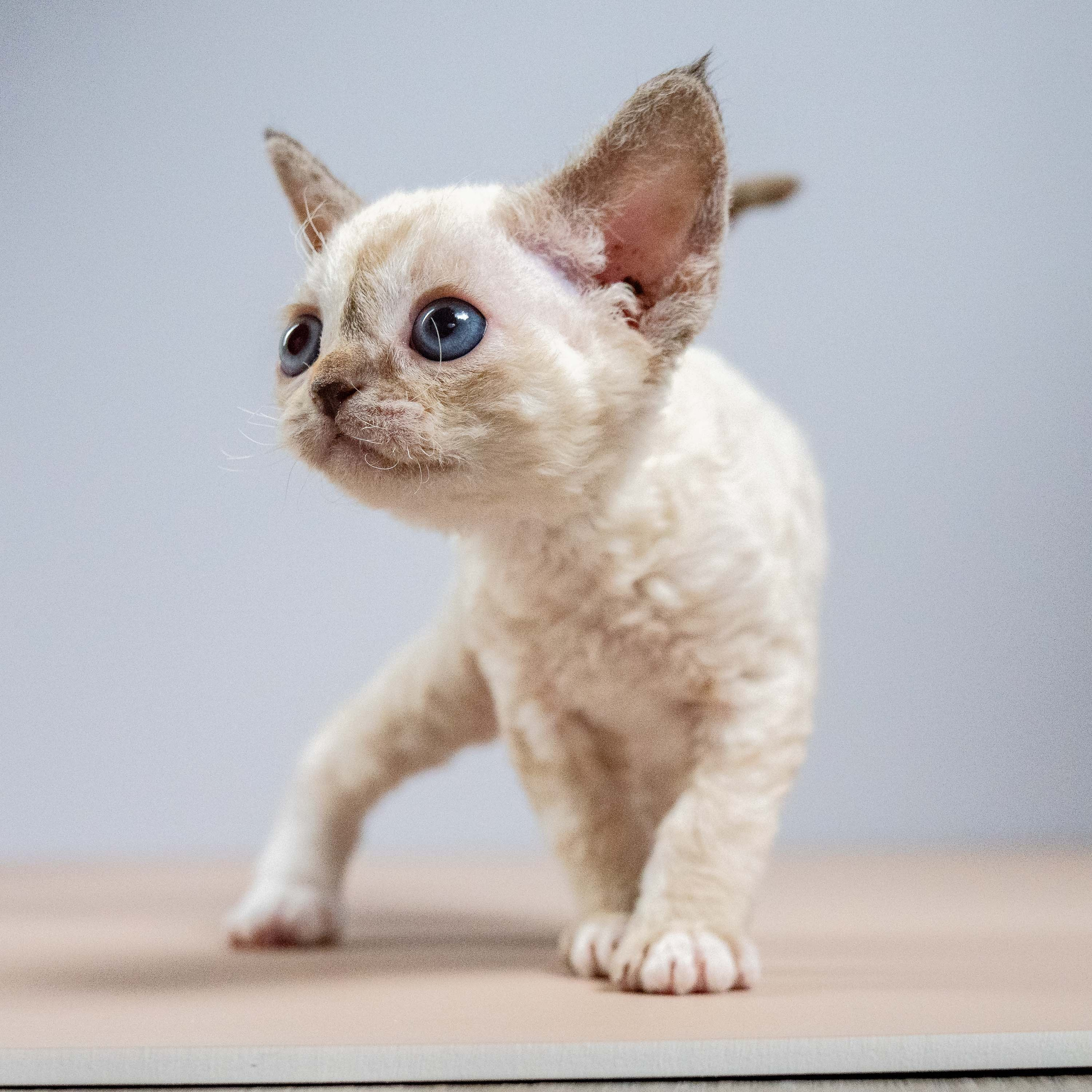 Lily, girl, born 12.20.2025. Devon Rex Pixie Cattery