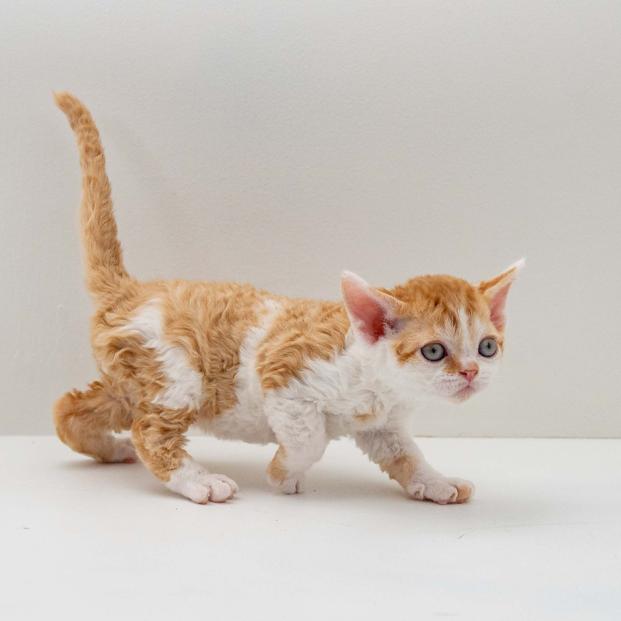 Gary,  boy, born on 01.18.25. Devon Rex Pixie Cattery