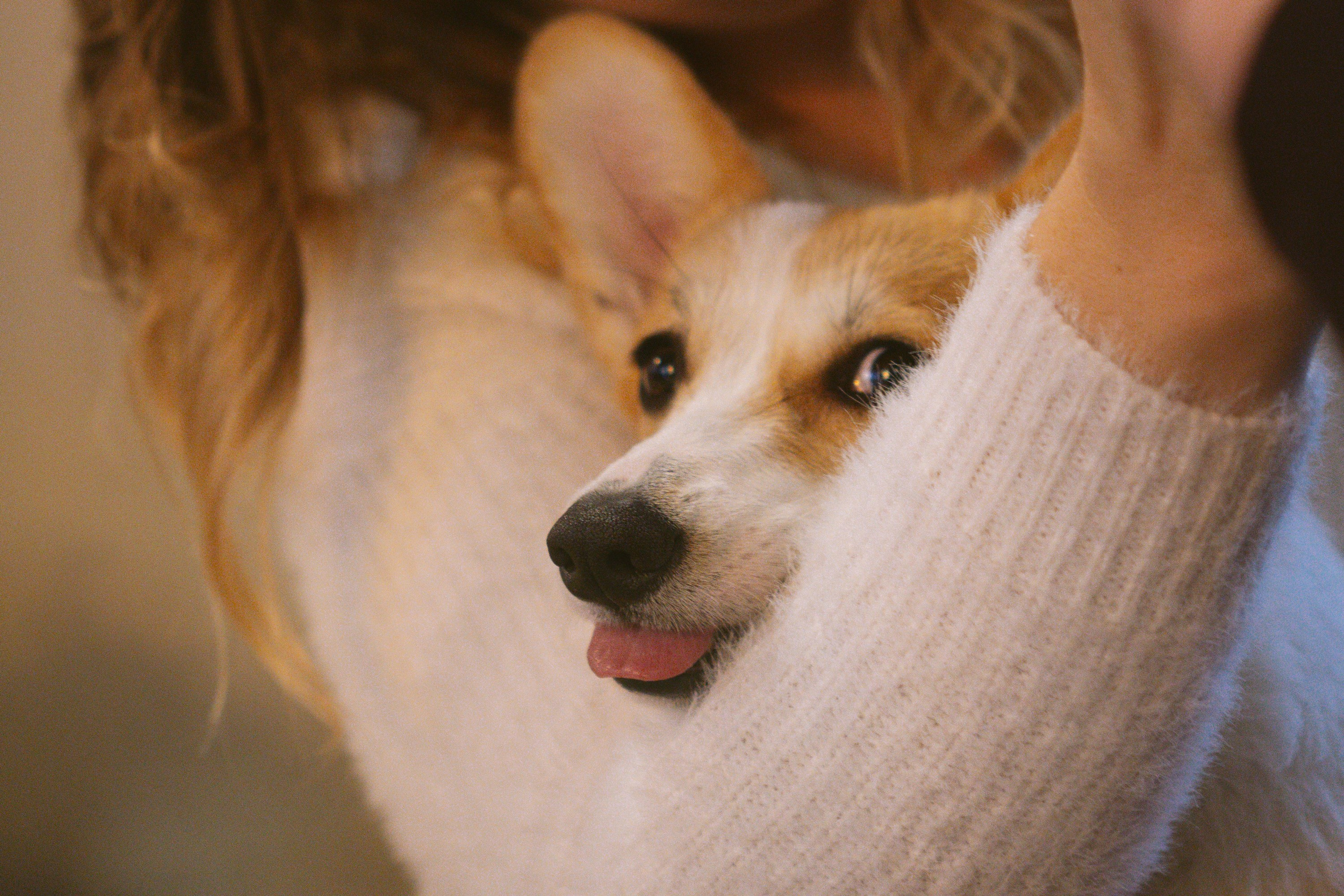 Maarika, Jegor and their Luna, Pembroke Welsh Corgi. Kat Laisaar — Pet photographer in Tallinn