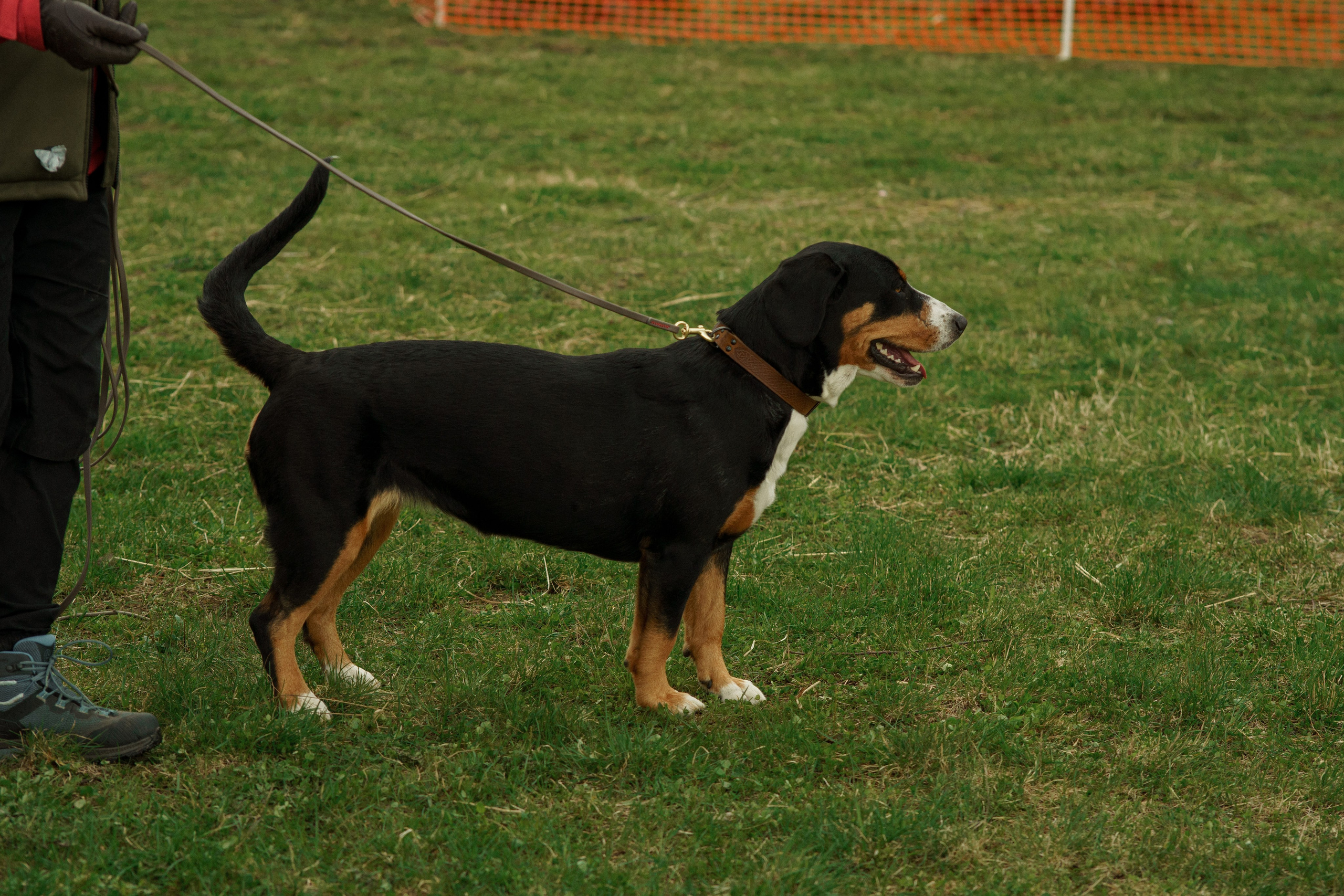 Herding Days, 26 apr. 2025. Kat Laisaar — Pet photographer in Tallinn