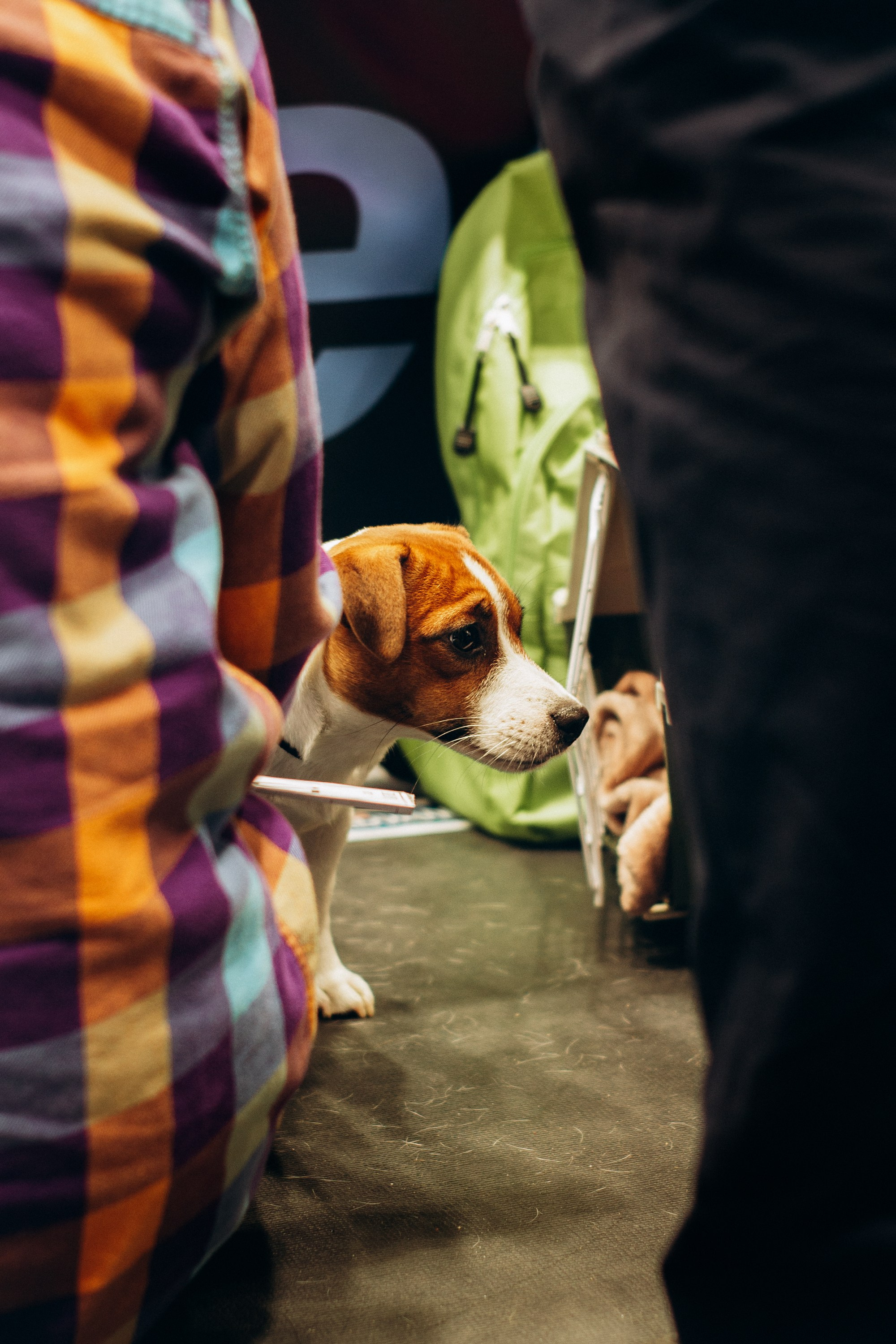 Rakvere Dog Show. Kat Laisaar — Pet photographer in Tallinn
