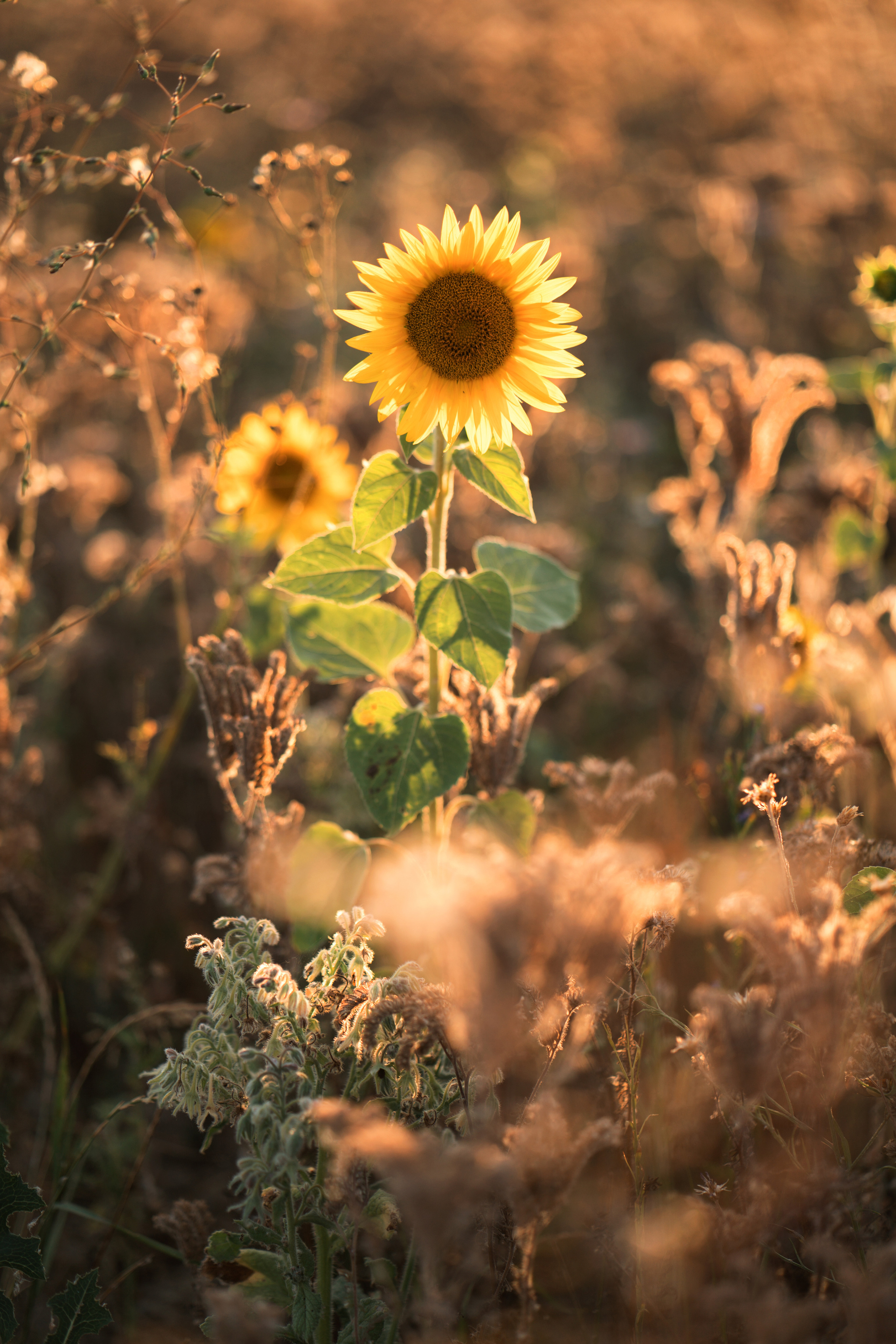 Summer fields. Family, Lifestyle and Portrait photograher in Trier, Germany