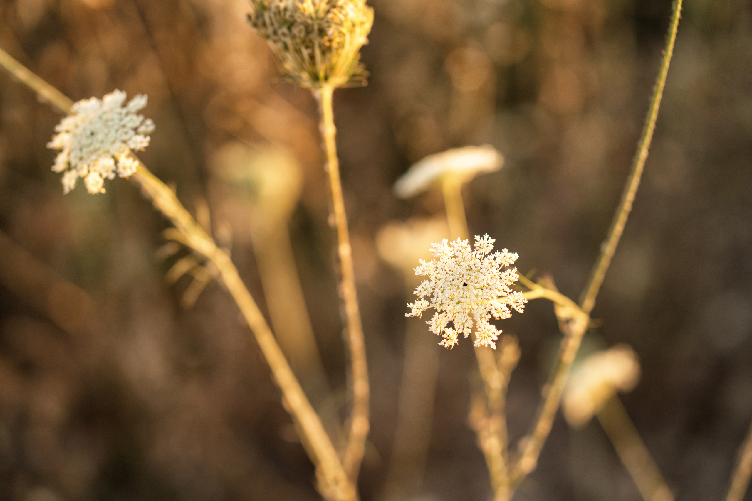 Summer fields. Family, Lifestyle and Portrait photograher in Trier, Germany