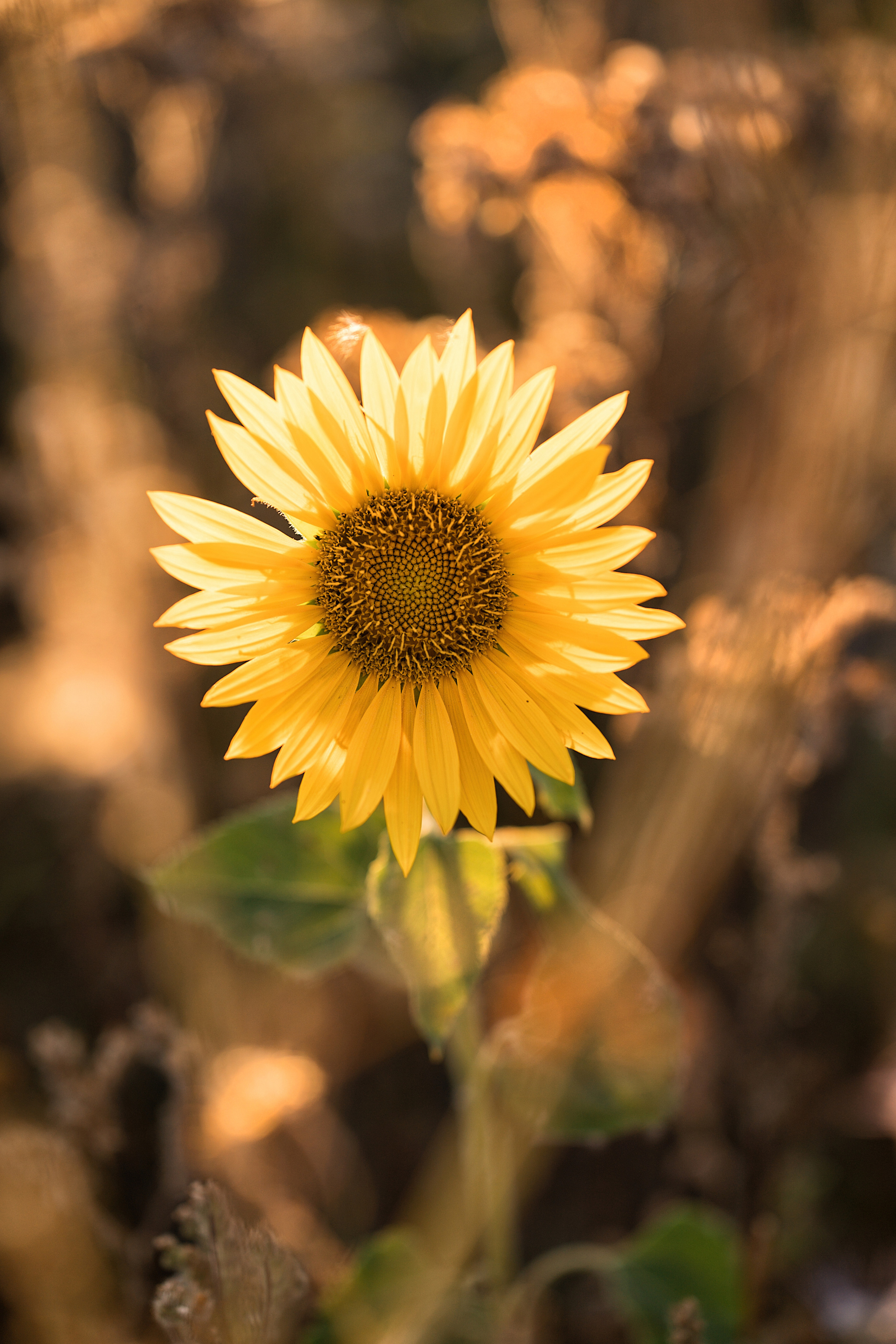 Summer fields. Family, Lifestyle and Portrait photograher in Trier, Germany