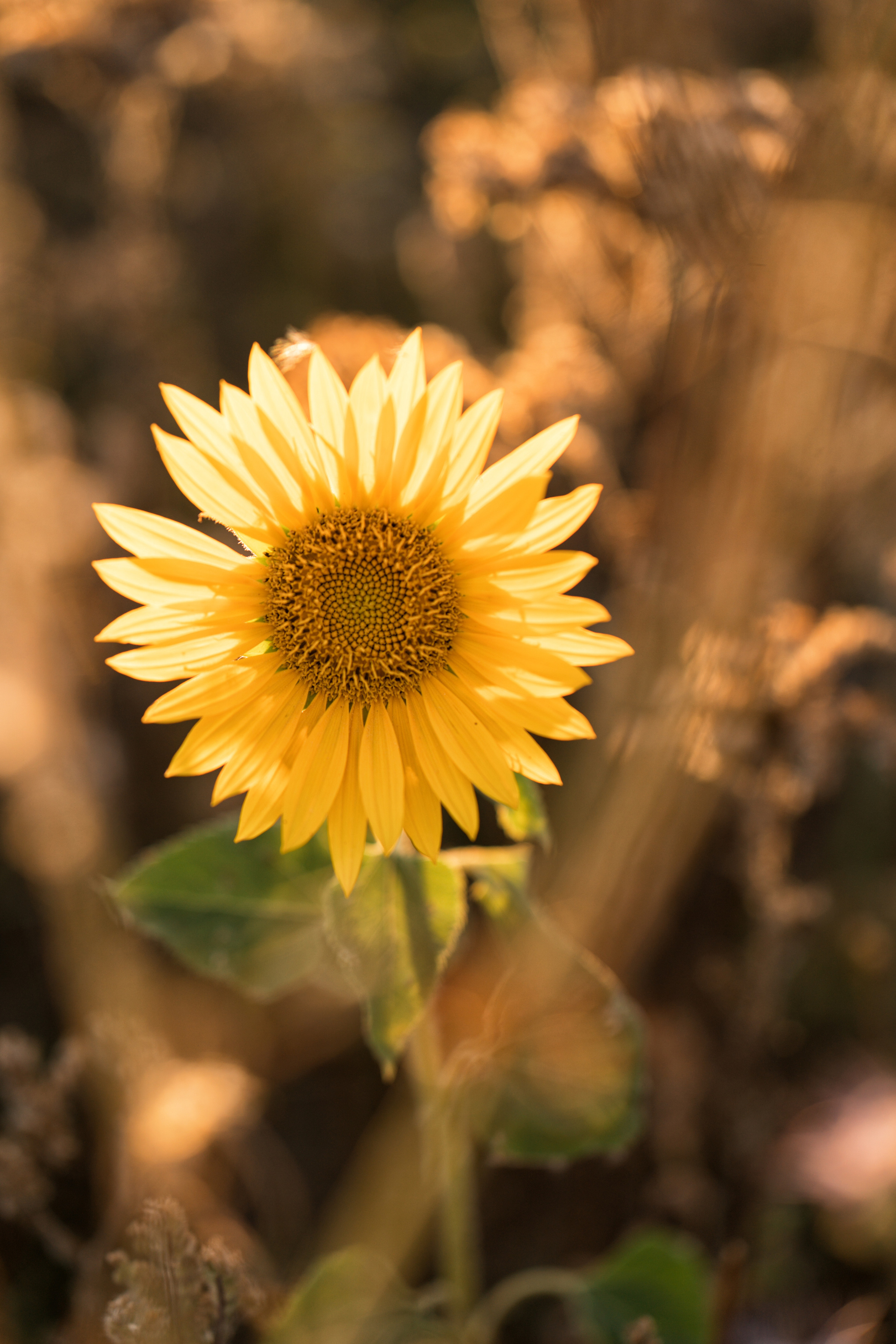 Summer fields. Family, Lifestyle and Portrait photograher in Trier, Germany