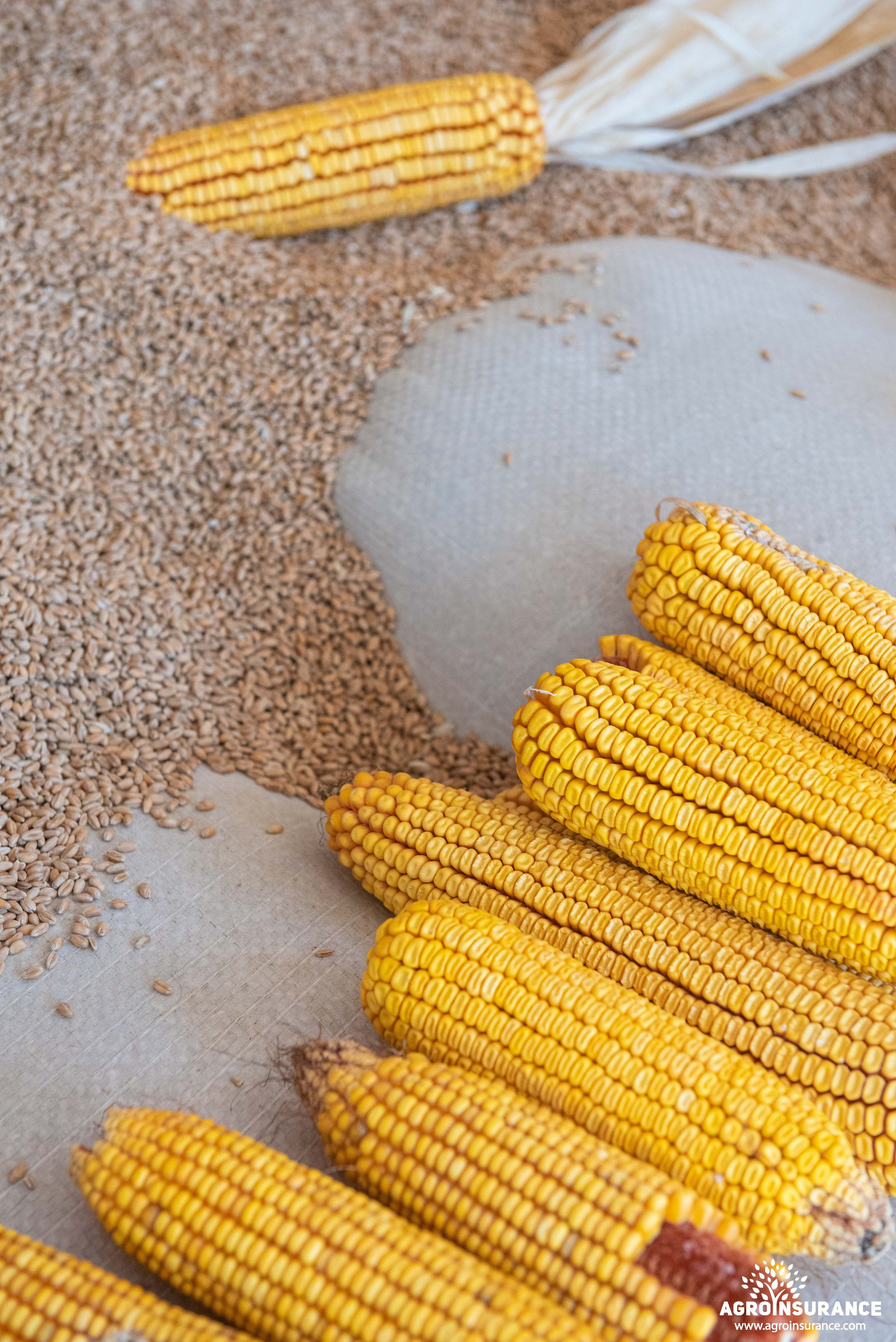 Event photography. Photographer in Tbilisi