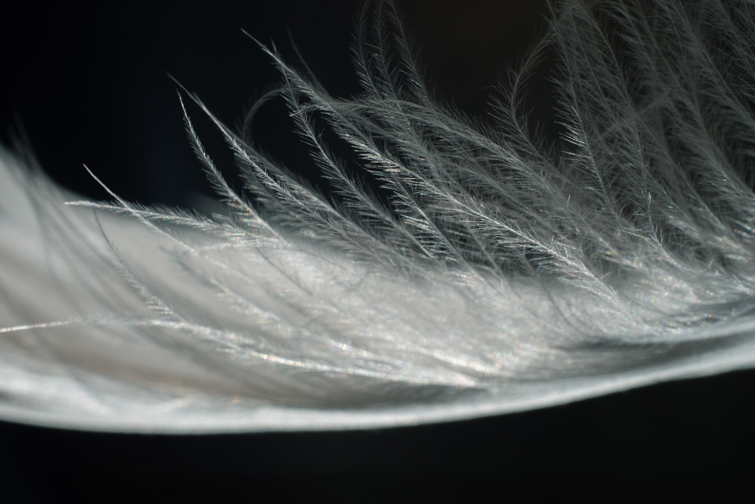 AMORE AL ARTE. Schwarz-weiß Fotografie in Münster. Fotografin Viktoria Roschen