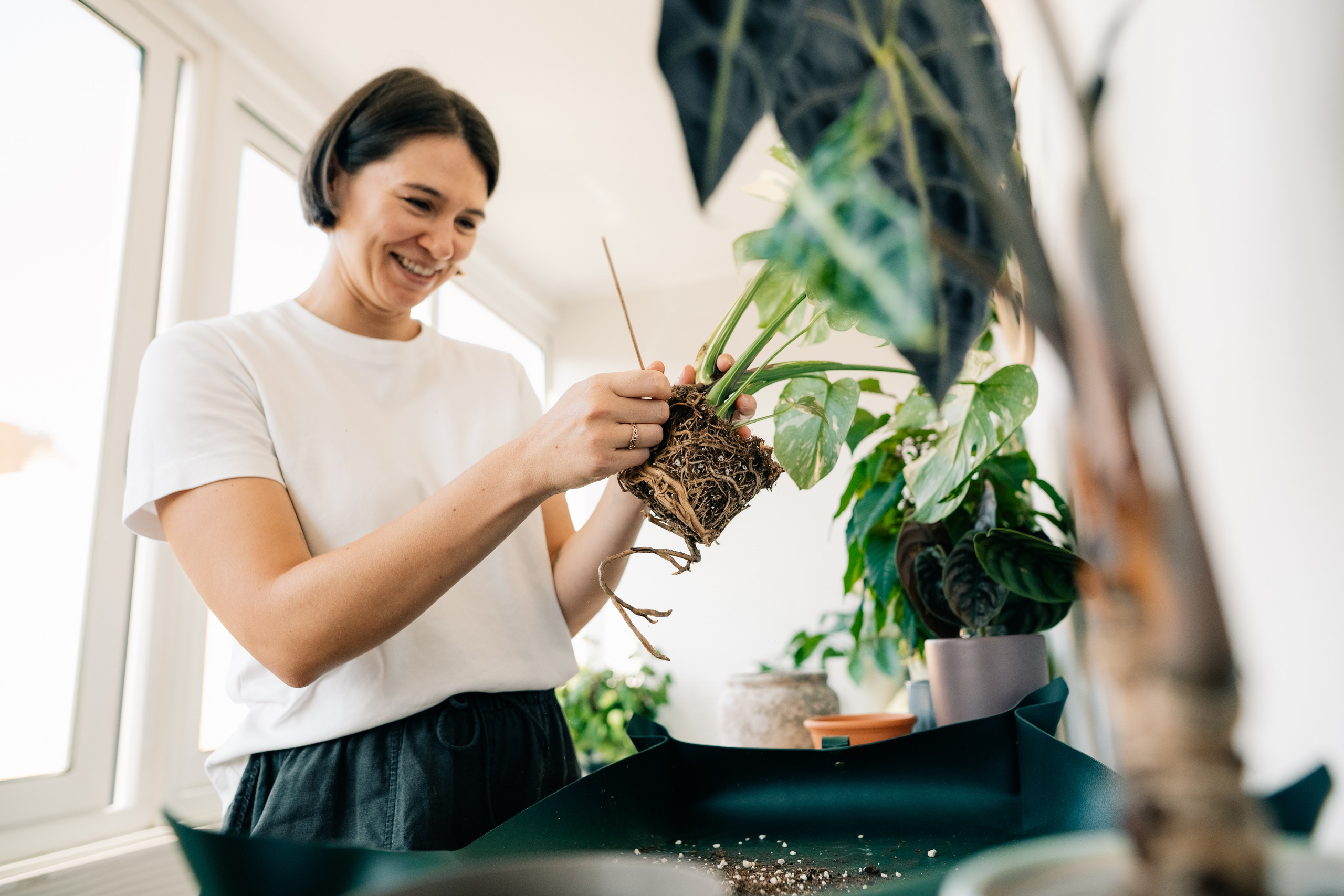 No Drama Plants. Maria Sher. Fotógrafa profissional do Porto, Portugal