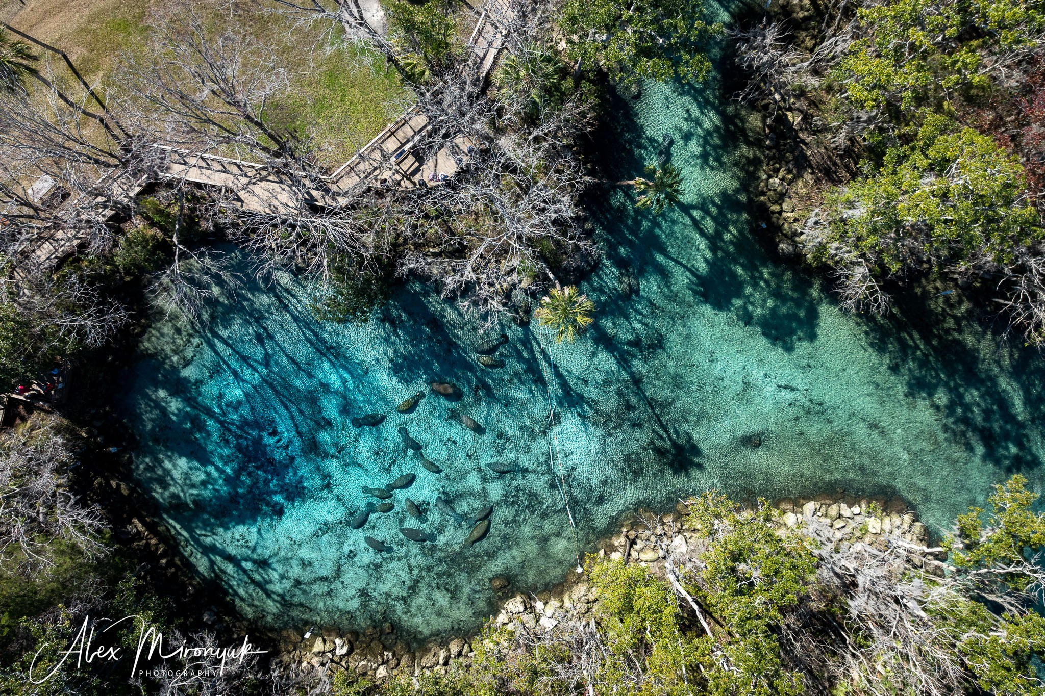 Exploring True Florida: Springs, Rivers & Manatees by Canoe. Pet, Senior, Landscape, portrait studio, photographer in Miami and Sou