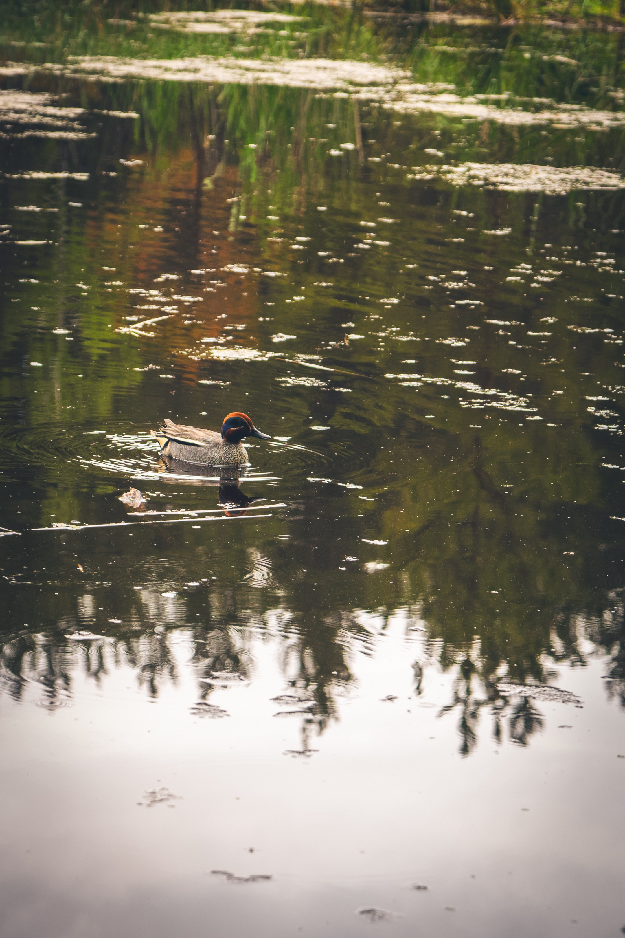 Jalutamine sõbradega (sõpruskond). Nebula 25 — Fotod teie hingele