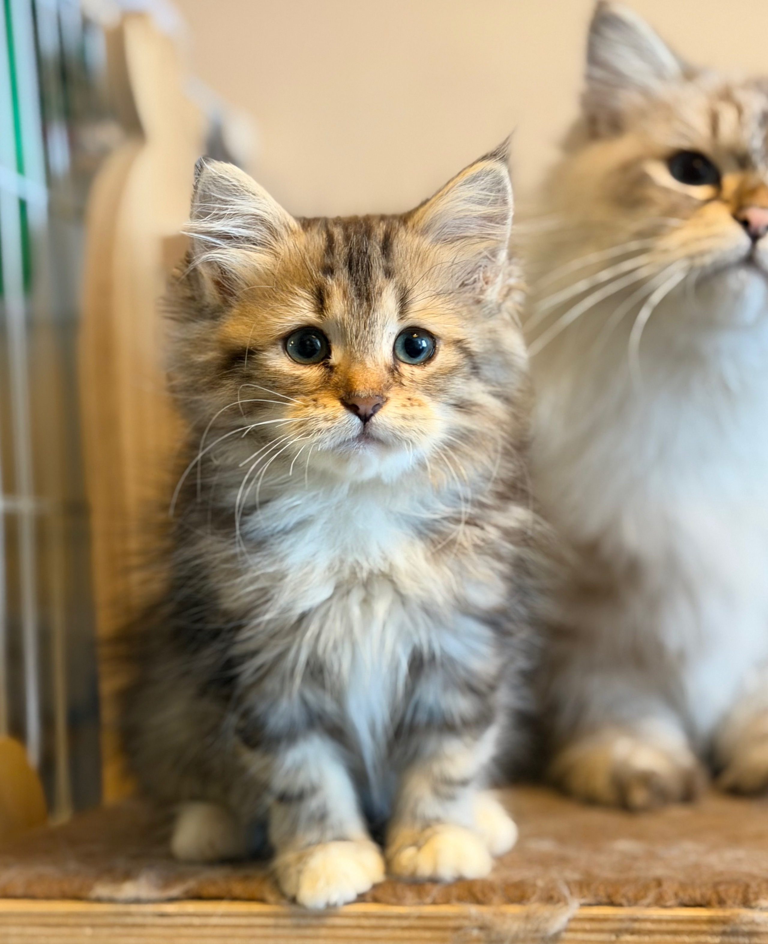 available - Danielle - Brown Classic Tabby & White Female