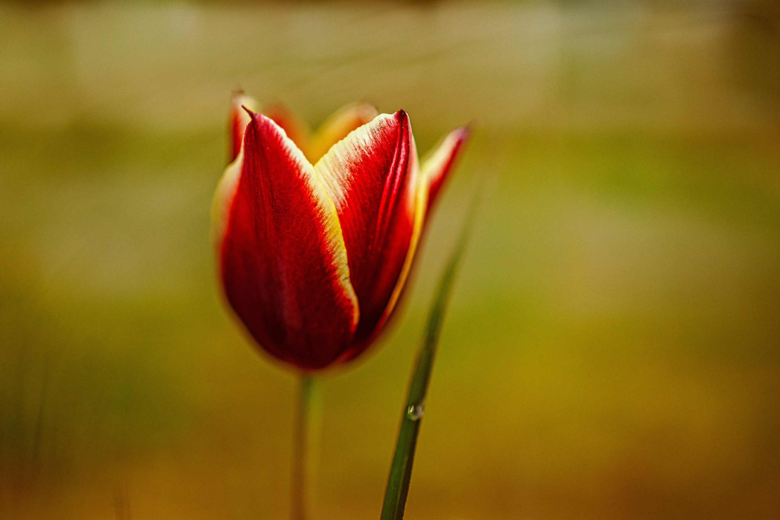 Portret bebeluș la botez realizat de Mitroi Iulian