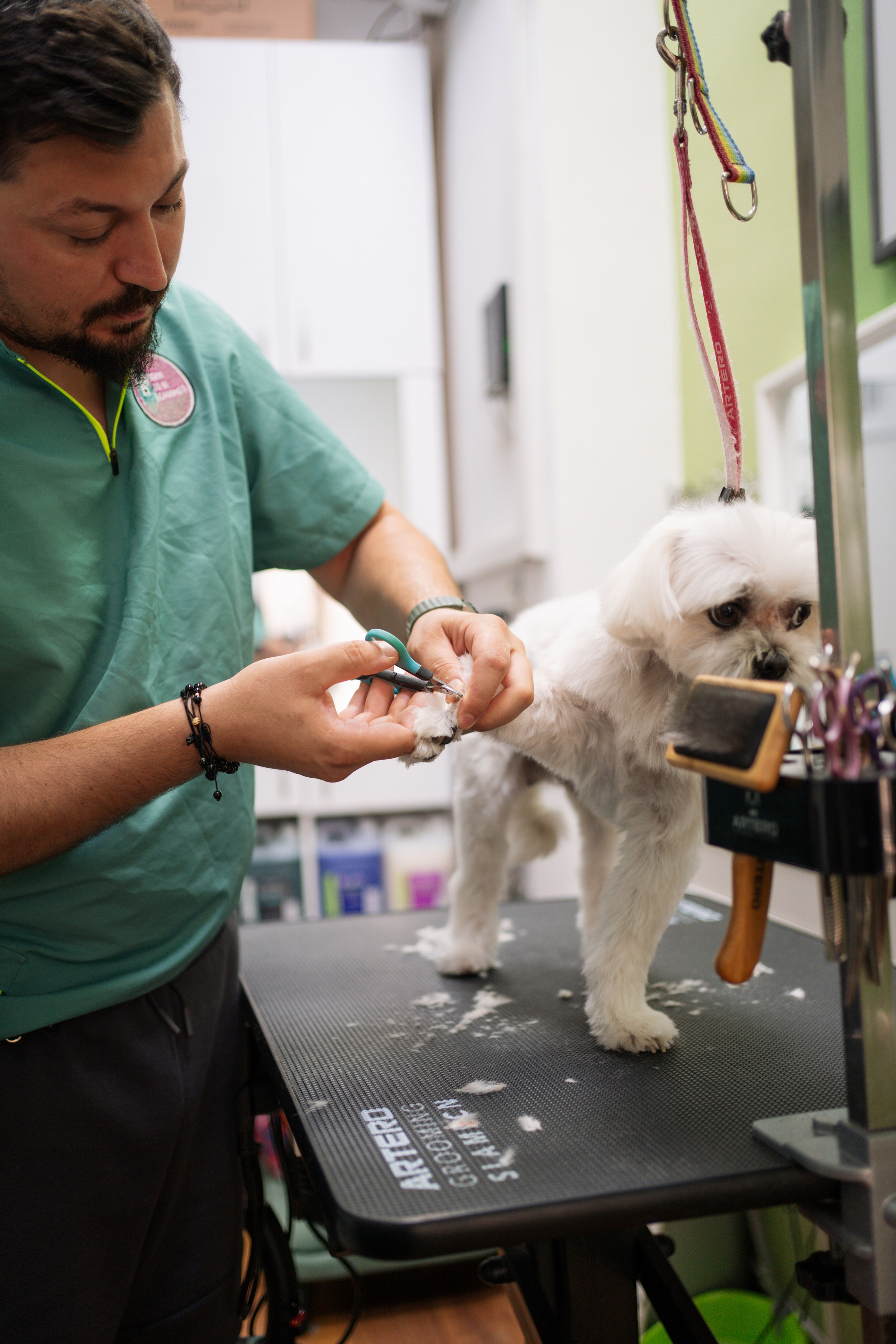 PetGroom Timisoara. Cozac Cristian Photographer