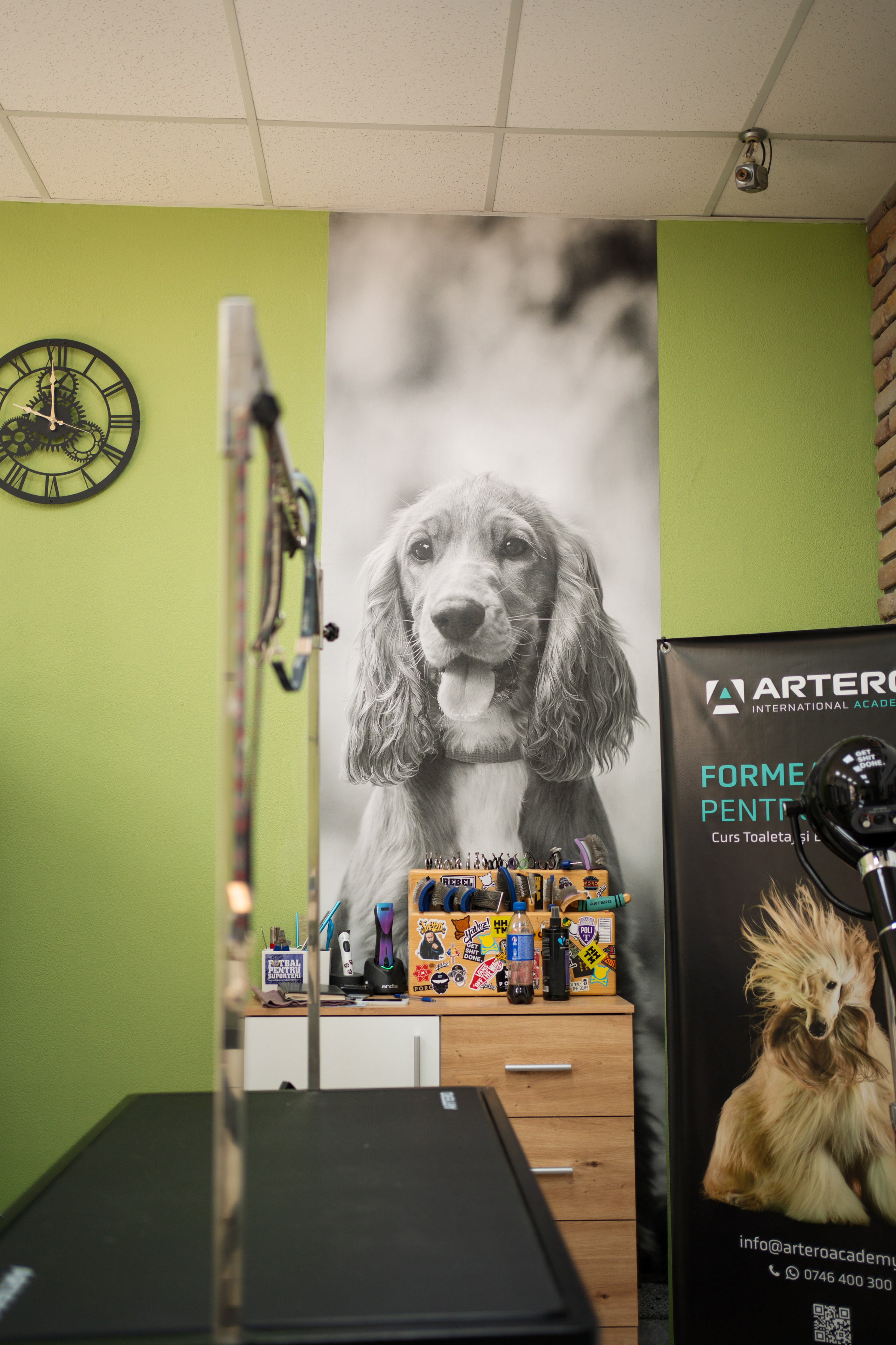 PetGroom Timisoara. Cozac Cristian Photographer