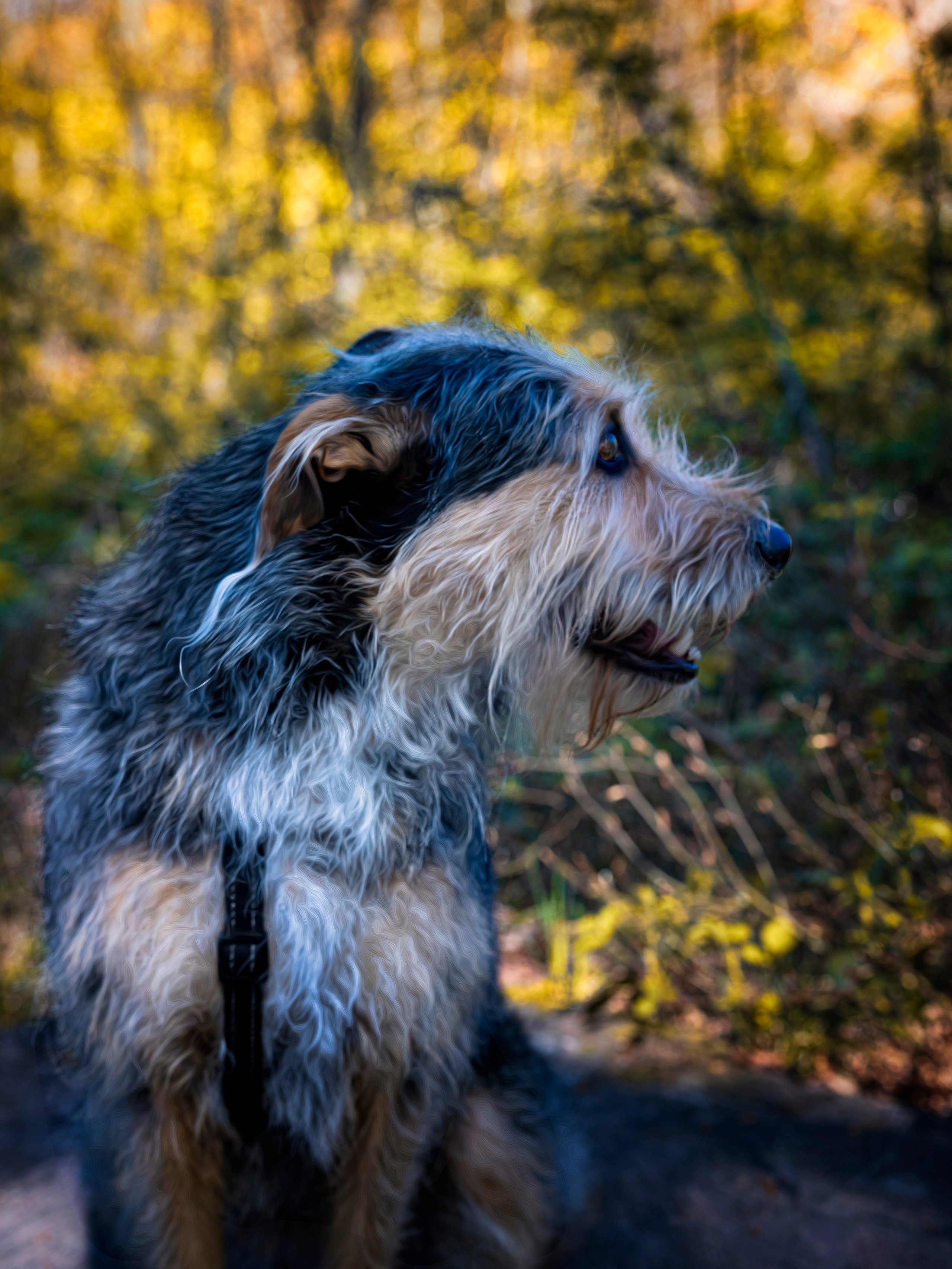 Hunde. LUKIN IGOR Photography