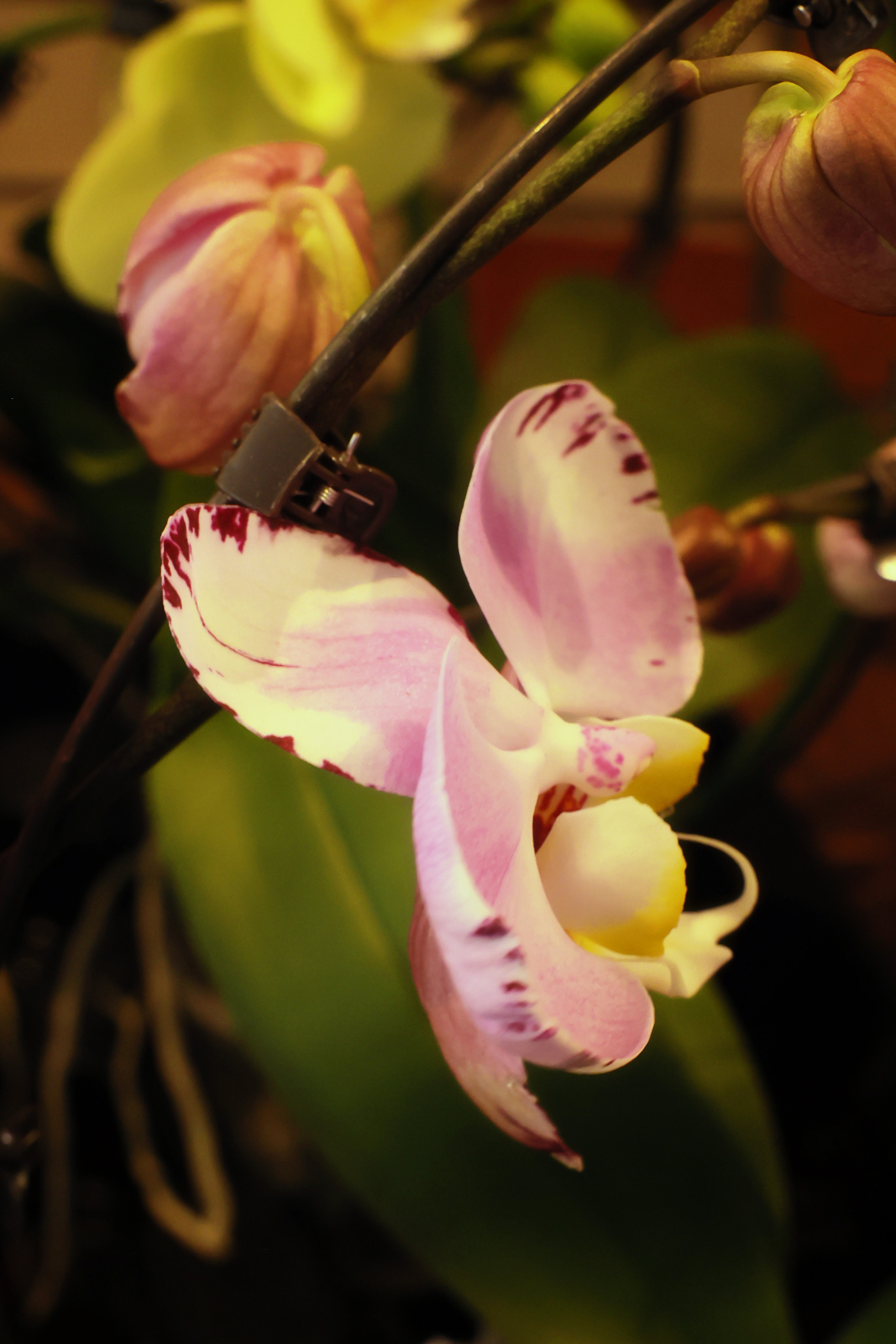 Blumen. LUKIN IGOR Photography