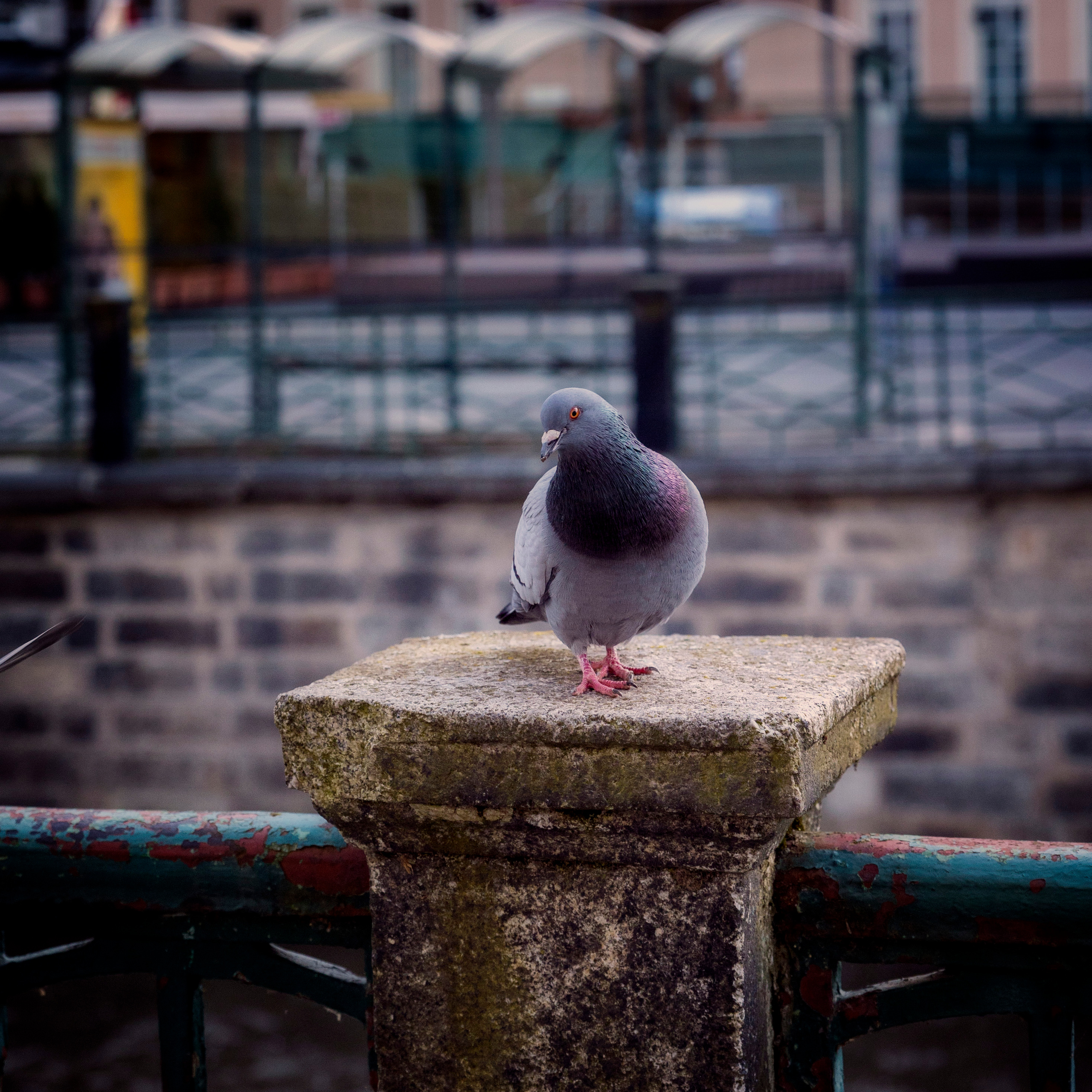 Vögel. LUKIN IGOR Photography