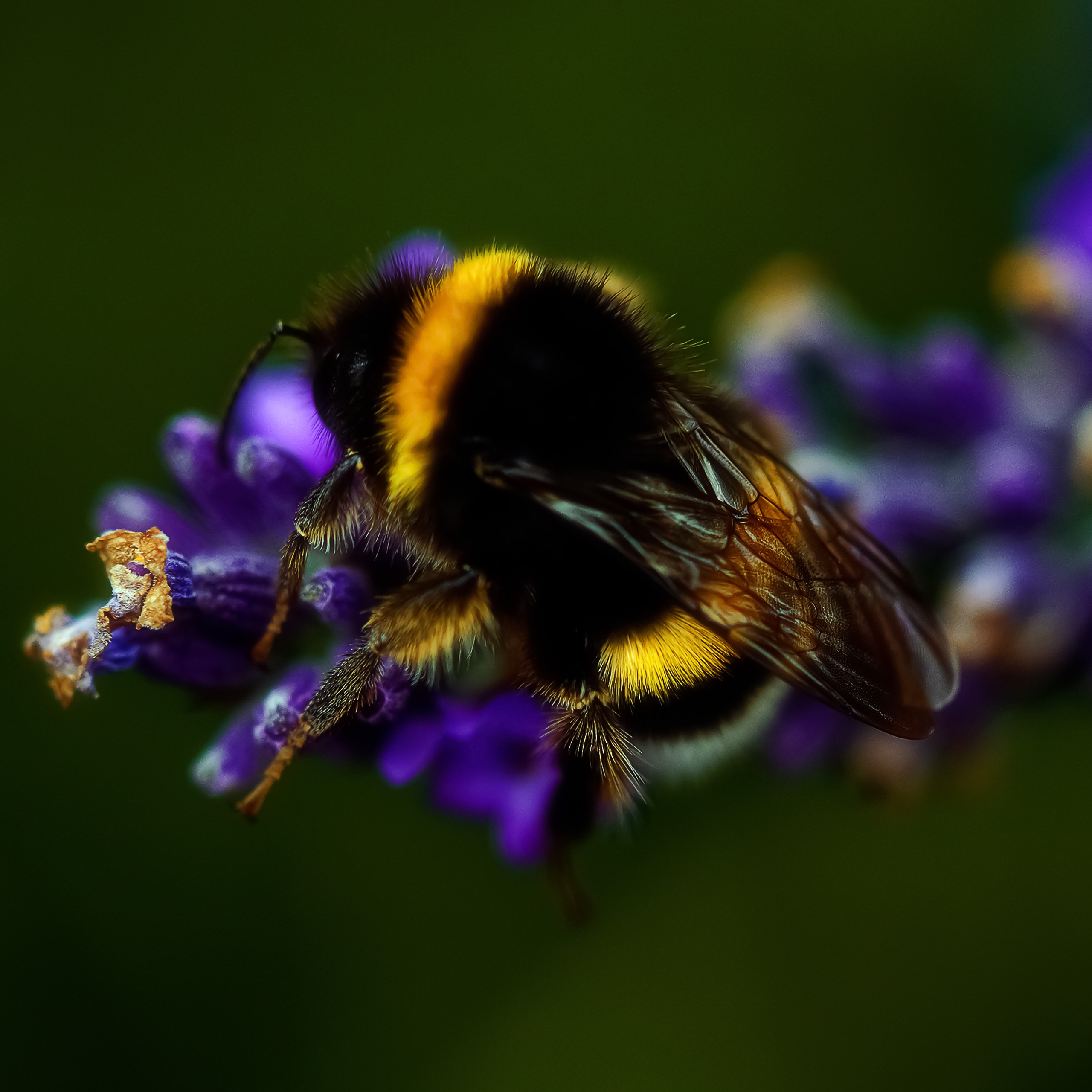 Blumen. LUKIN IGOR Photography