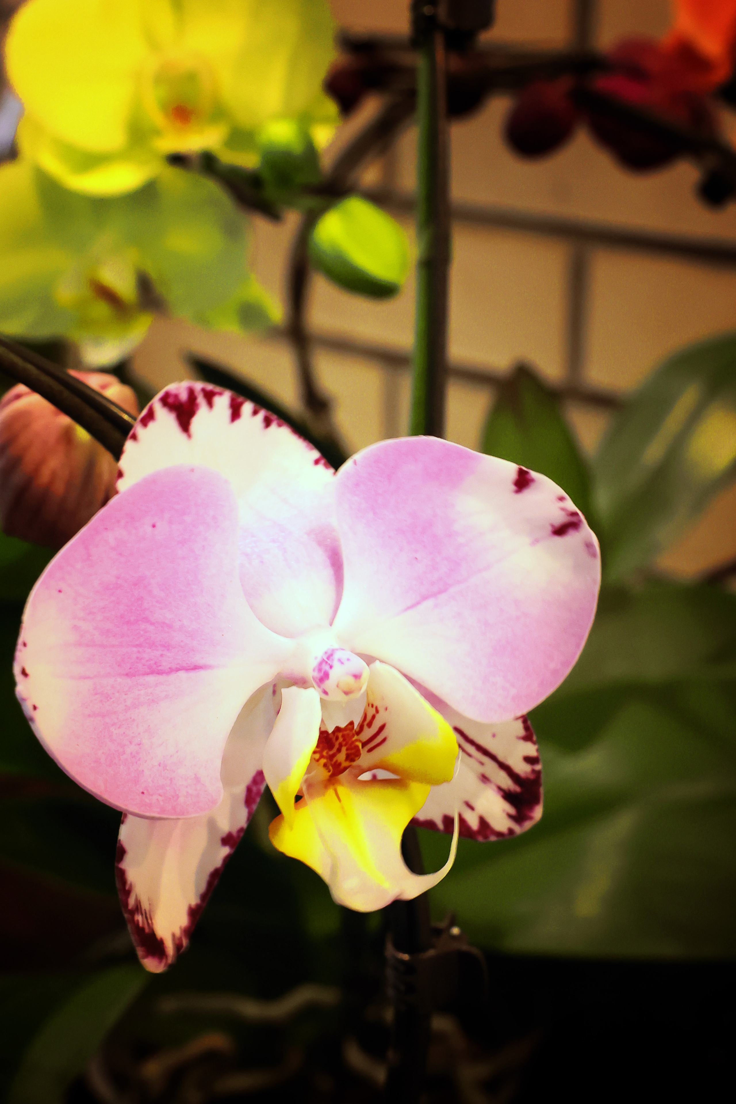 Blumen. LUKIN IGOR Photography