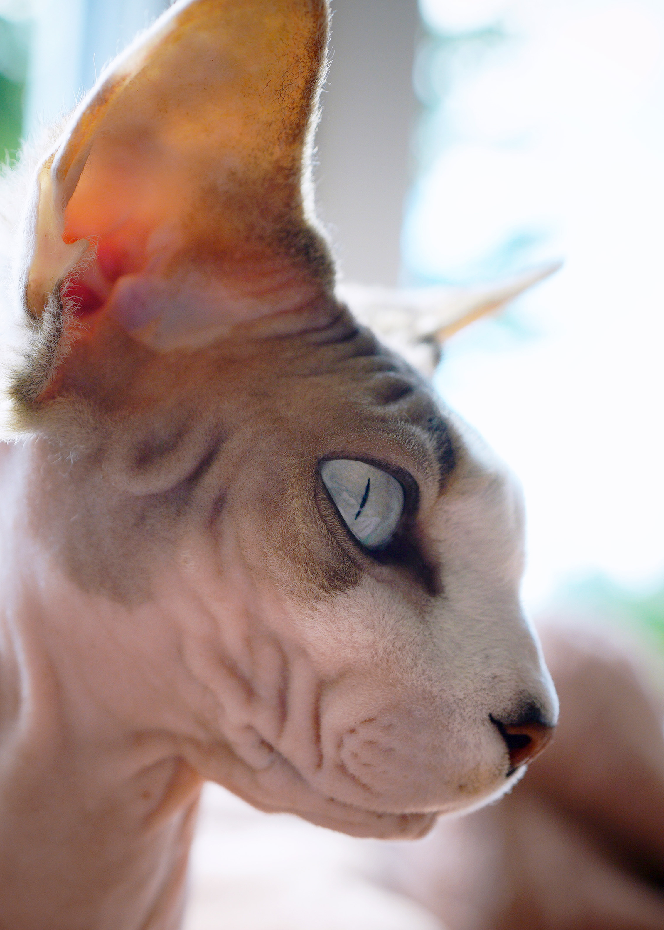 Katzen. LUKIN IGOR Photography