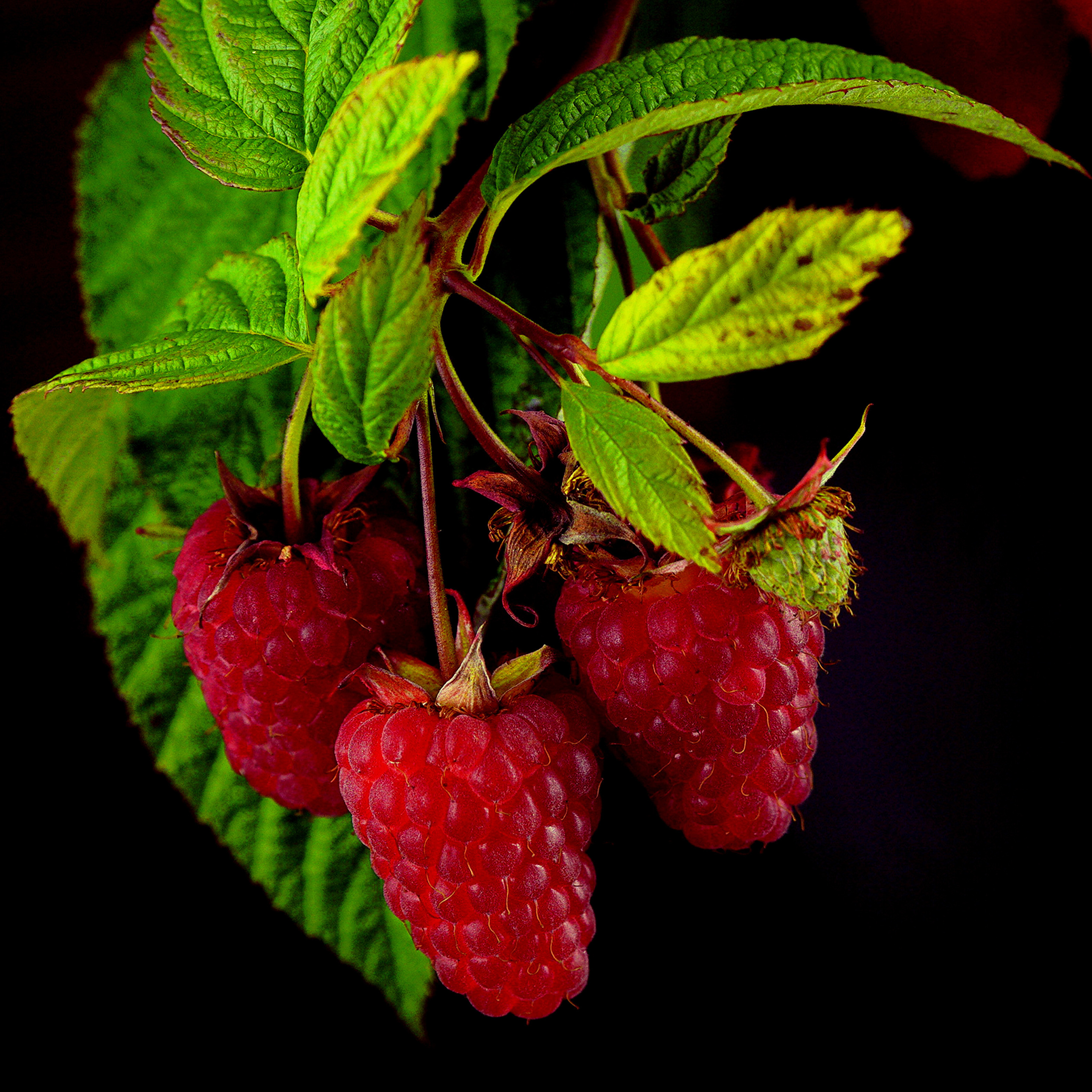 Food Fotografie. LUKIN IGOR Photography