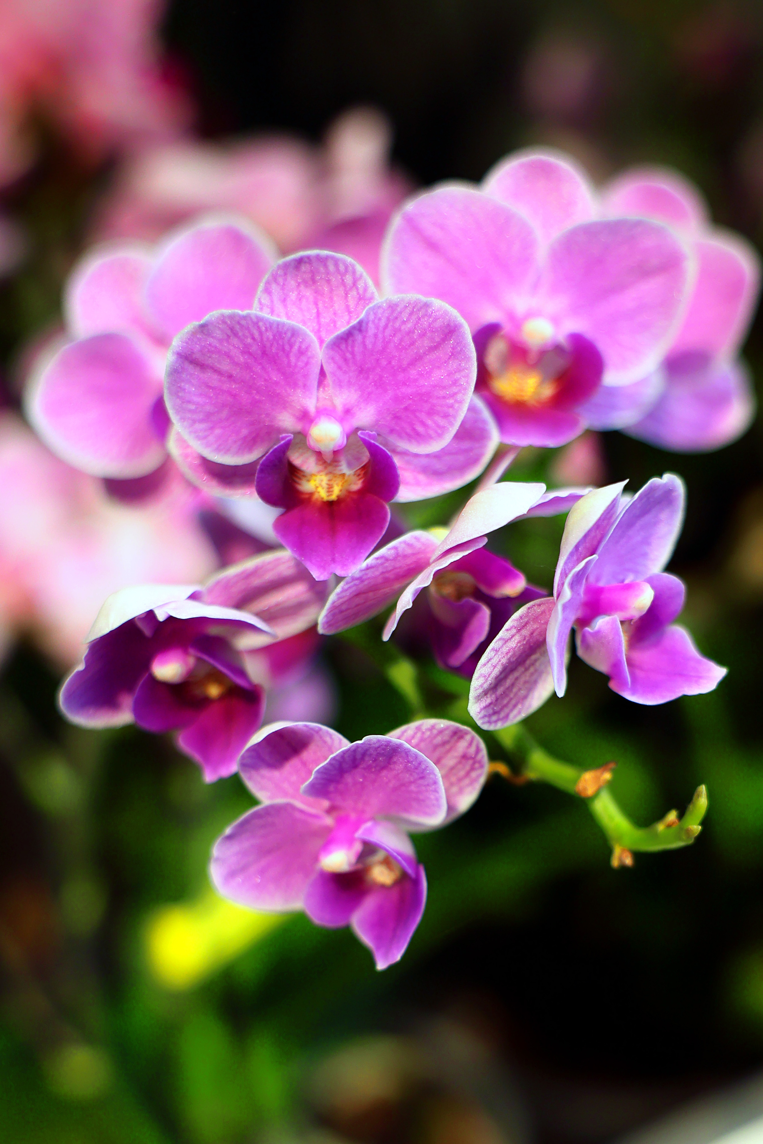 Blumen. LUKIN IGOR Photography