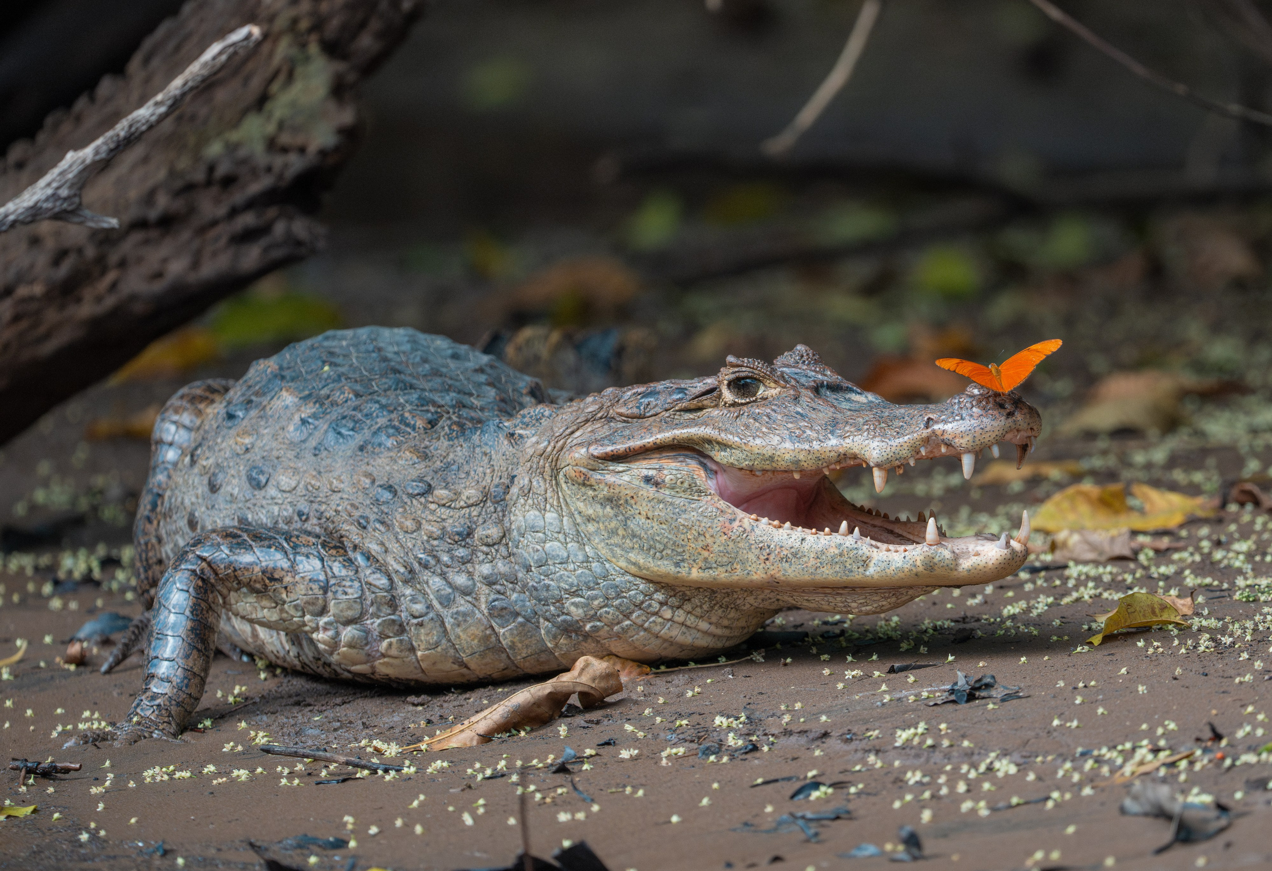 Nature photographer Yuri Soria-Galvarro