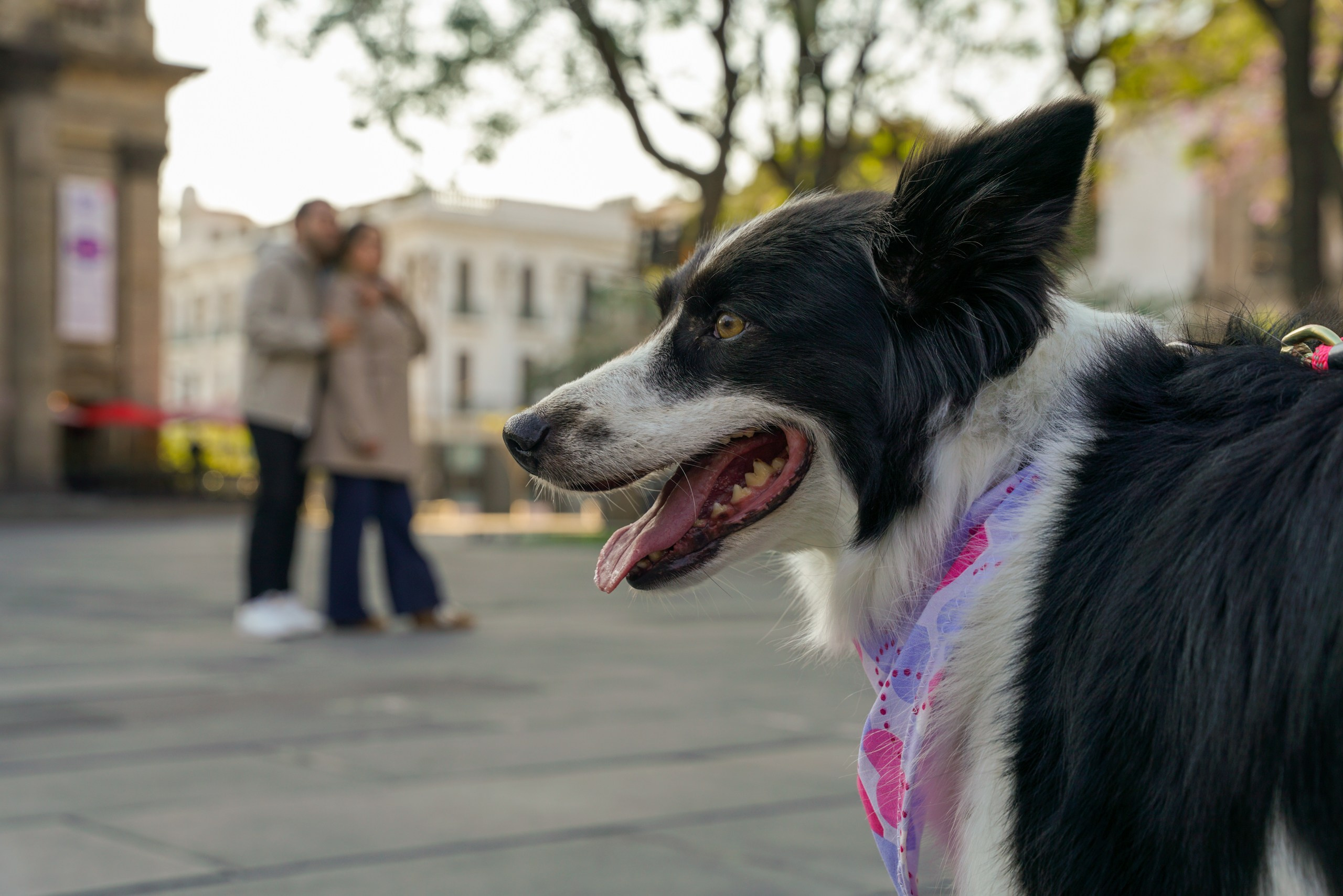Casual * Nicte & Poncho| Guadalajara. Elopement & Lifestyle Wedding Photographer
