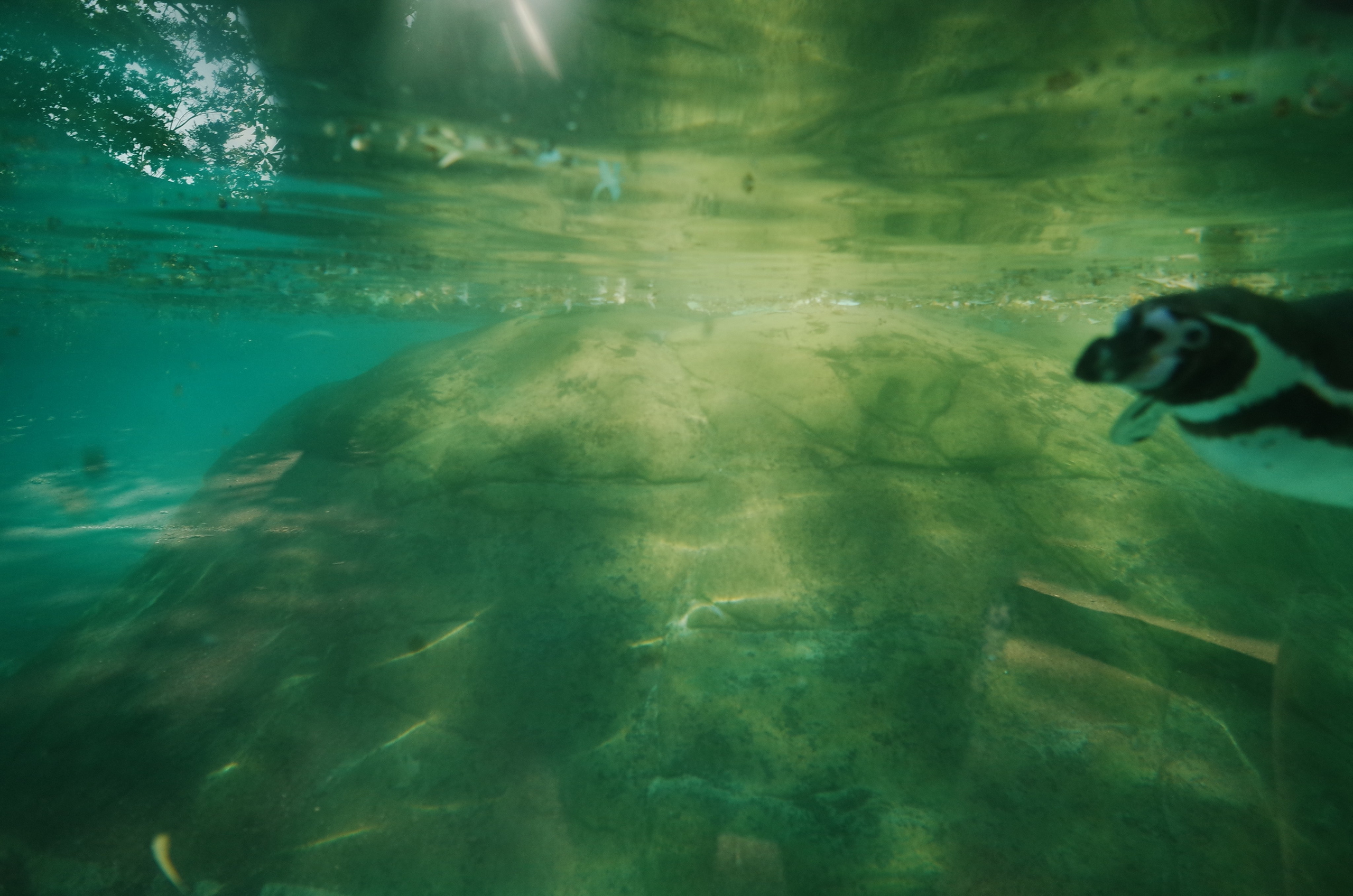Little penguins. London zoo. Victoria Dini Photography