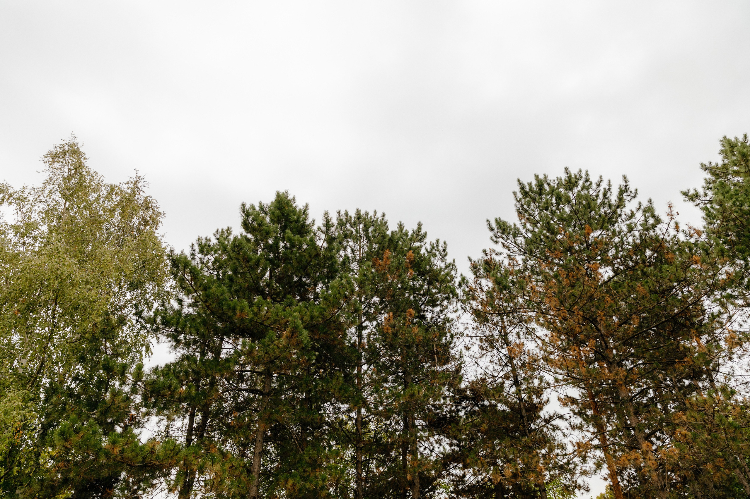 Wedding. Fulga Photographer