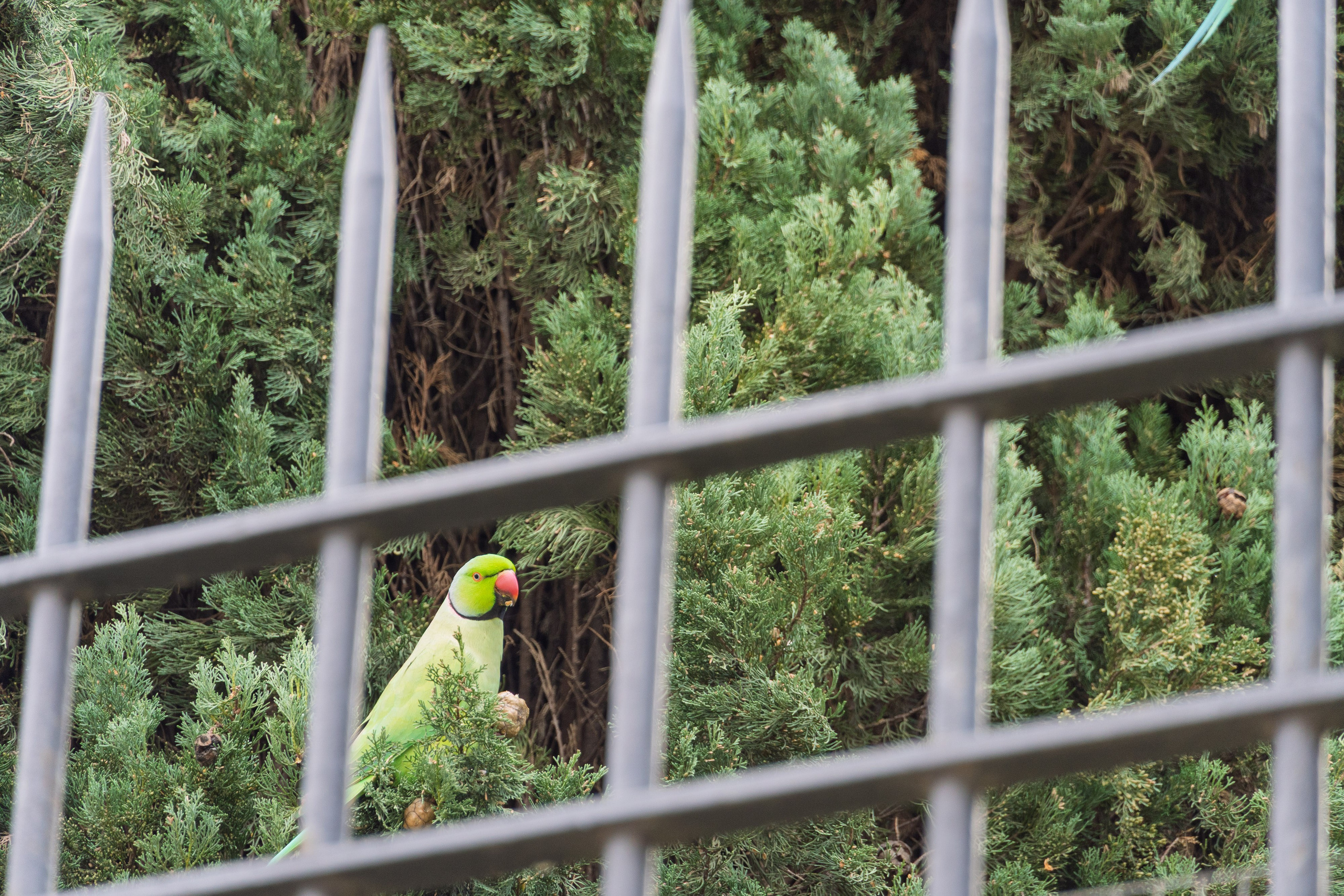 Roma 2025. Fotografiideplacere.net