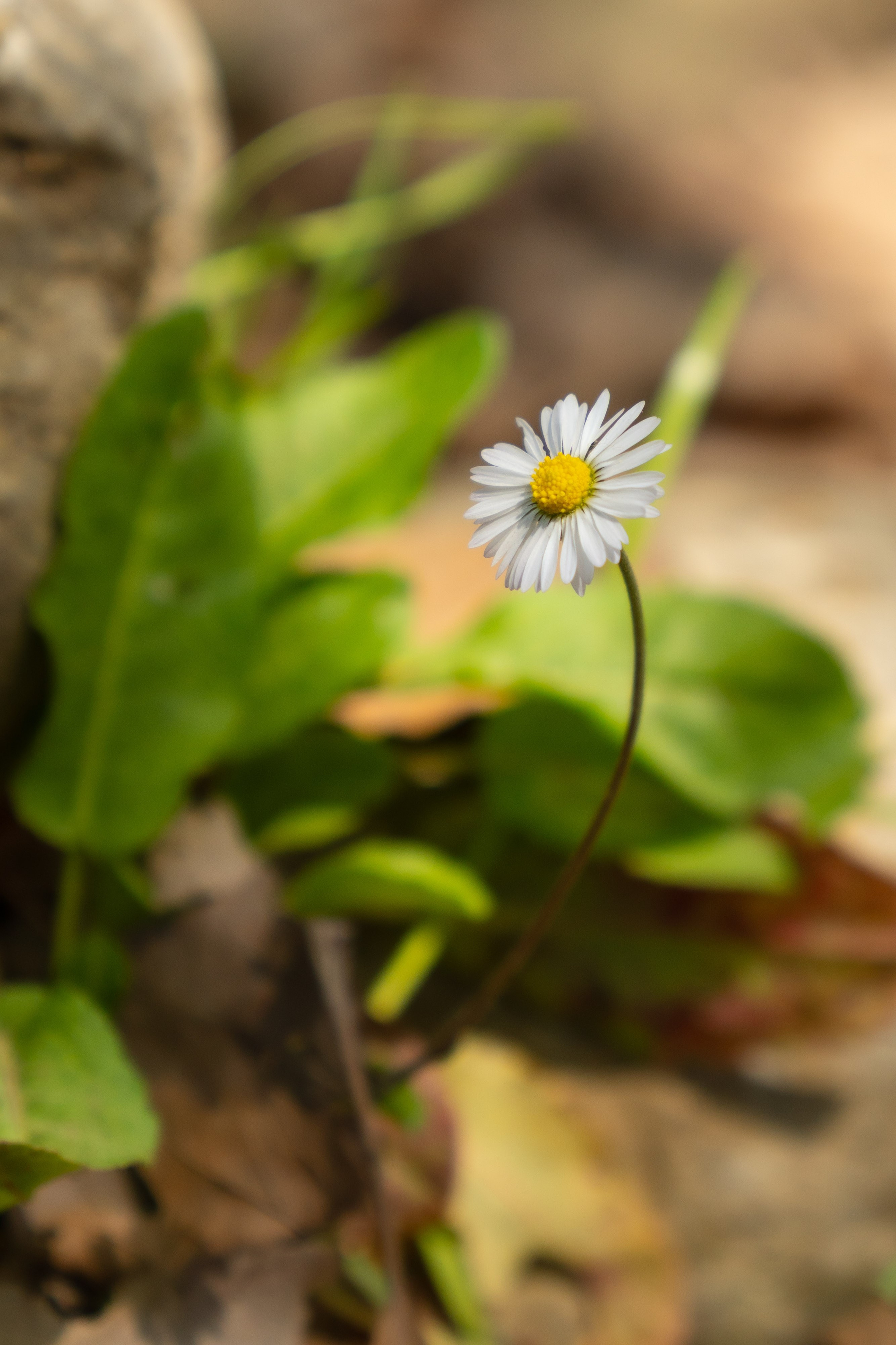 Thasos 2025. Fotografiideplacere.net