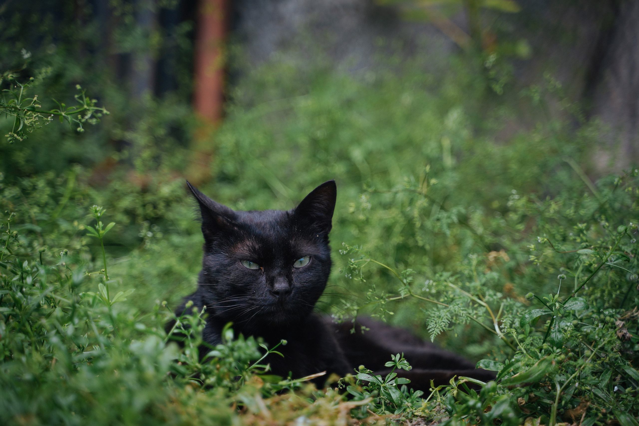 Кот шпедингера. Стрит-фотография, полная абсурда, идиотизма и красоты