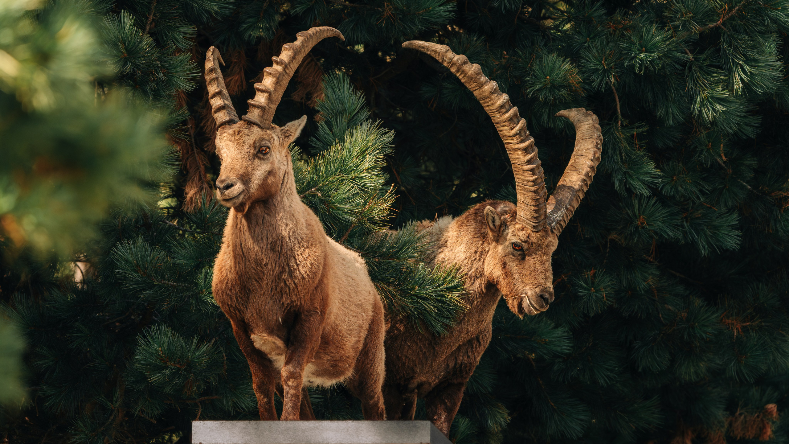 Capricorns in Pontresina. Lutsenko Visuals — Photography & Visual Content