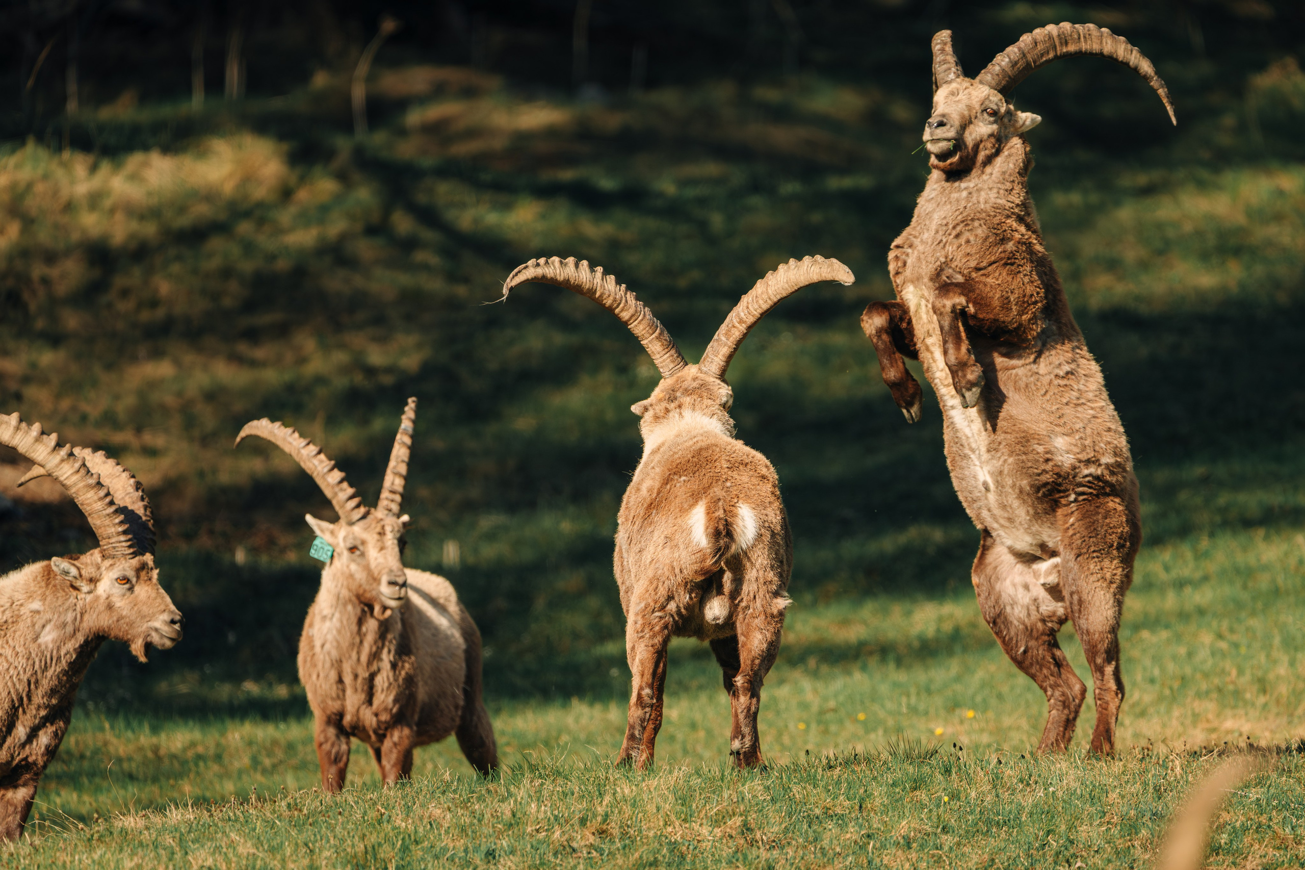 Capricorns in Pontresina. Lutsenko Visuals — Photography & Visual Content