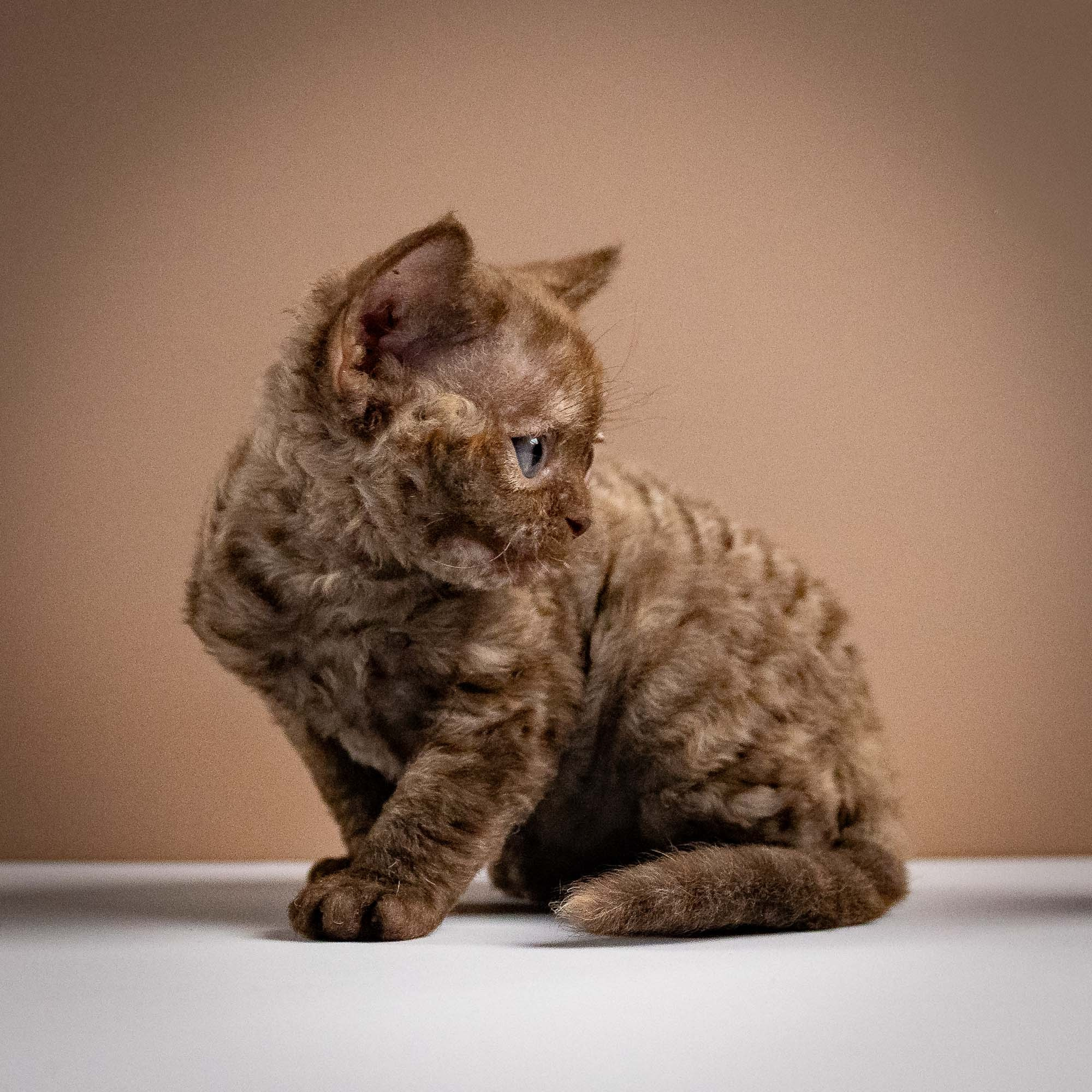 Olivia, girl, born 02.08.26. Devon Rex Pixie Cattery