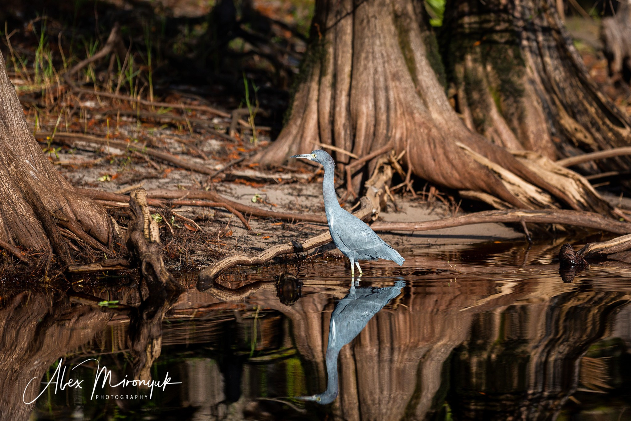 Exploring True Florida: Springs, Rivers & Manatees by Canoe. Pet, Senior, Landscape, portrait studio, photographer in Miami and Sou