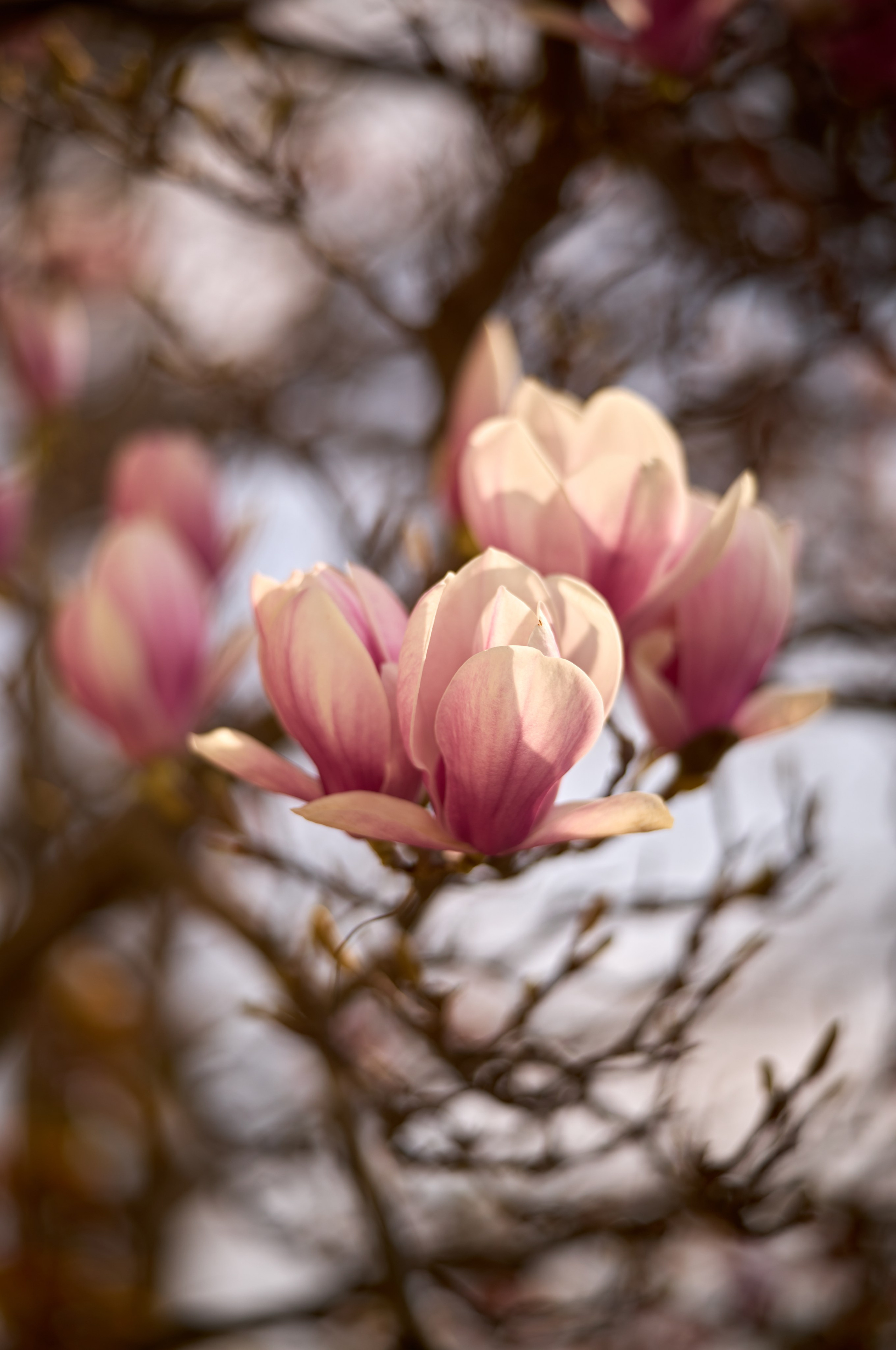 Природа. Photographer Нелли Биева