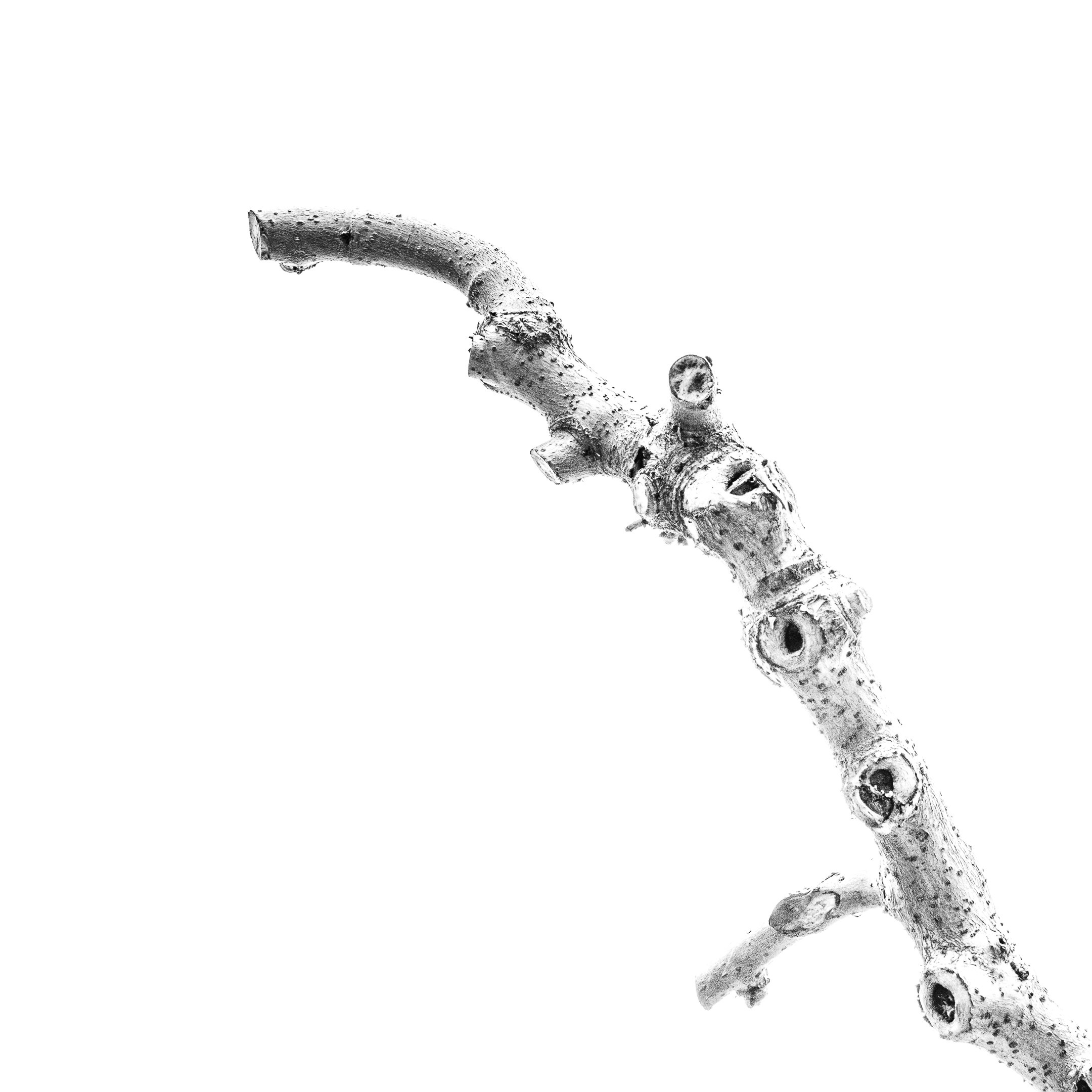 Proyecto Tentacular Spectacular II