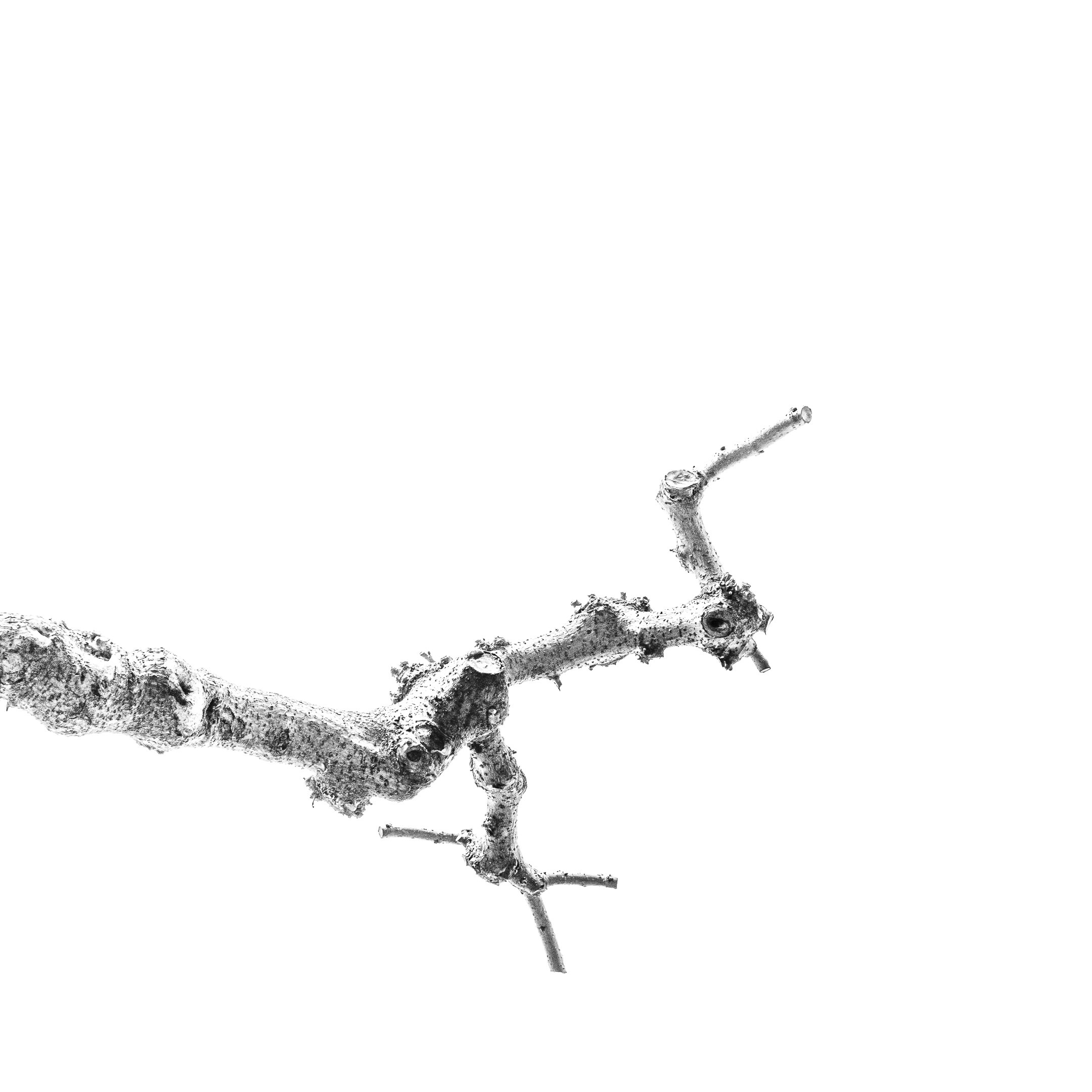 Proyecto Tentacular Spectacular II